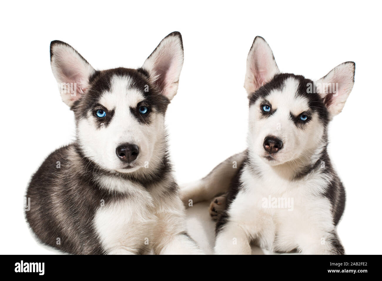 Deux Petit Chiot Mignon De Chien Husky Siberien Aux Yeux Bleus Isole Photo Stock Alamy Deux Petit Chiot Mignon De Chien Husky Siberien Aux Yeux Bleus Isole Photo Stock Alamy