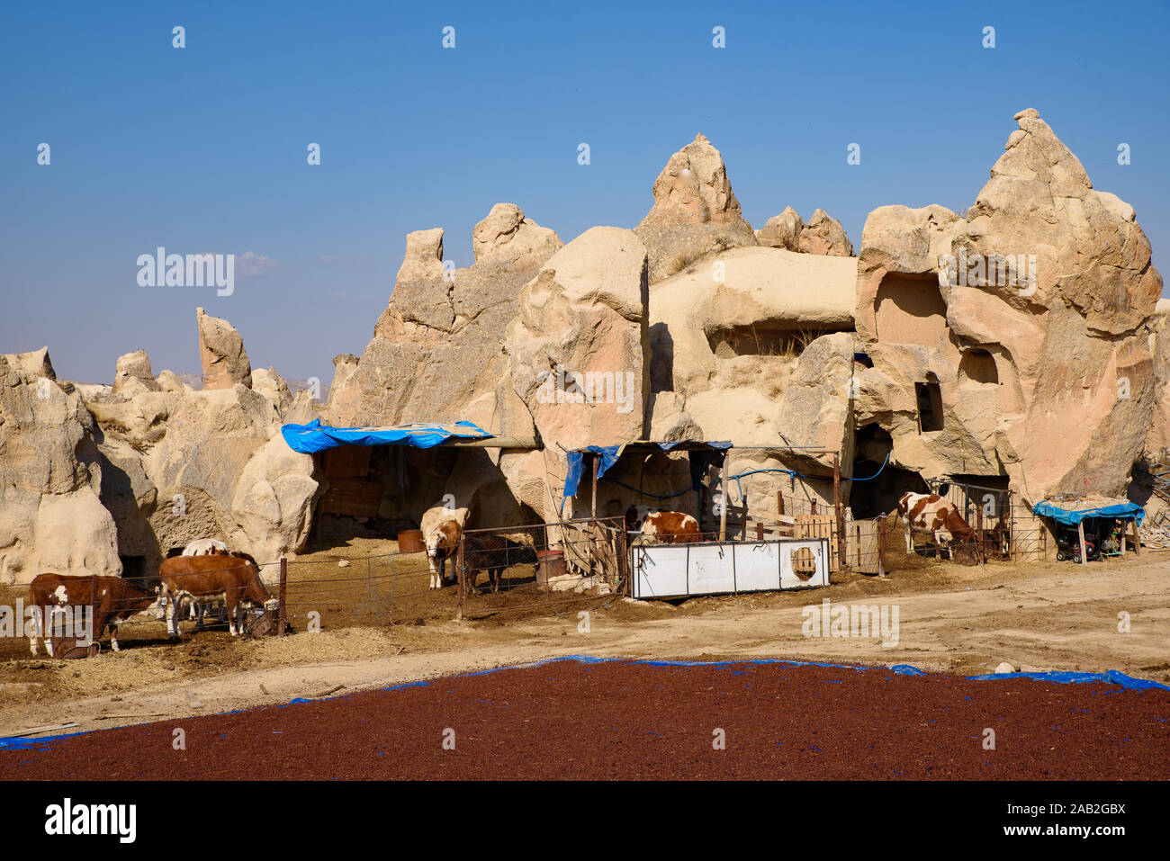 Ferme entourée de maisons troglodytes creusées dans la pierre à Göreme, Cappadoce, Turquie Banque D'Images