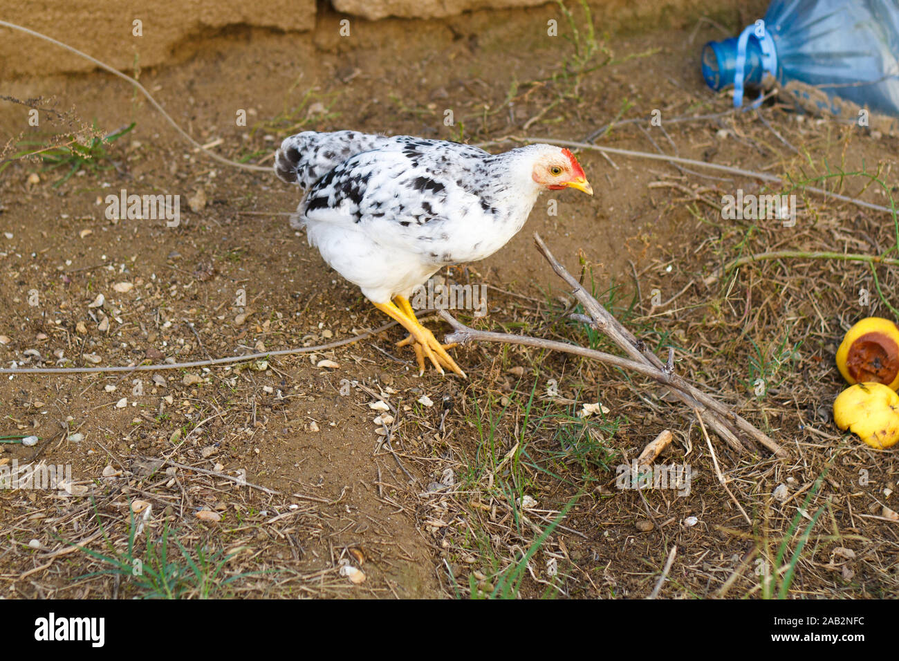 Petit poulet blanc marchant dans la cour.Ferme avicole.Poule. Banque D'Images Petit poulet blanc marchant dans la cour.Ferme avicole.Poule. Banque D'Images