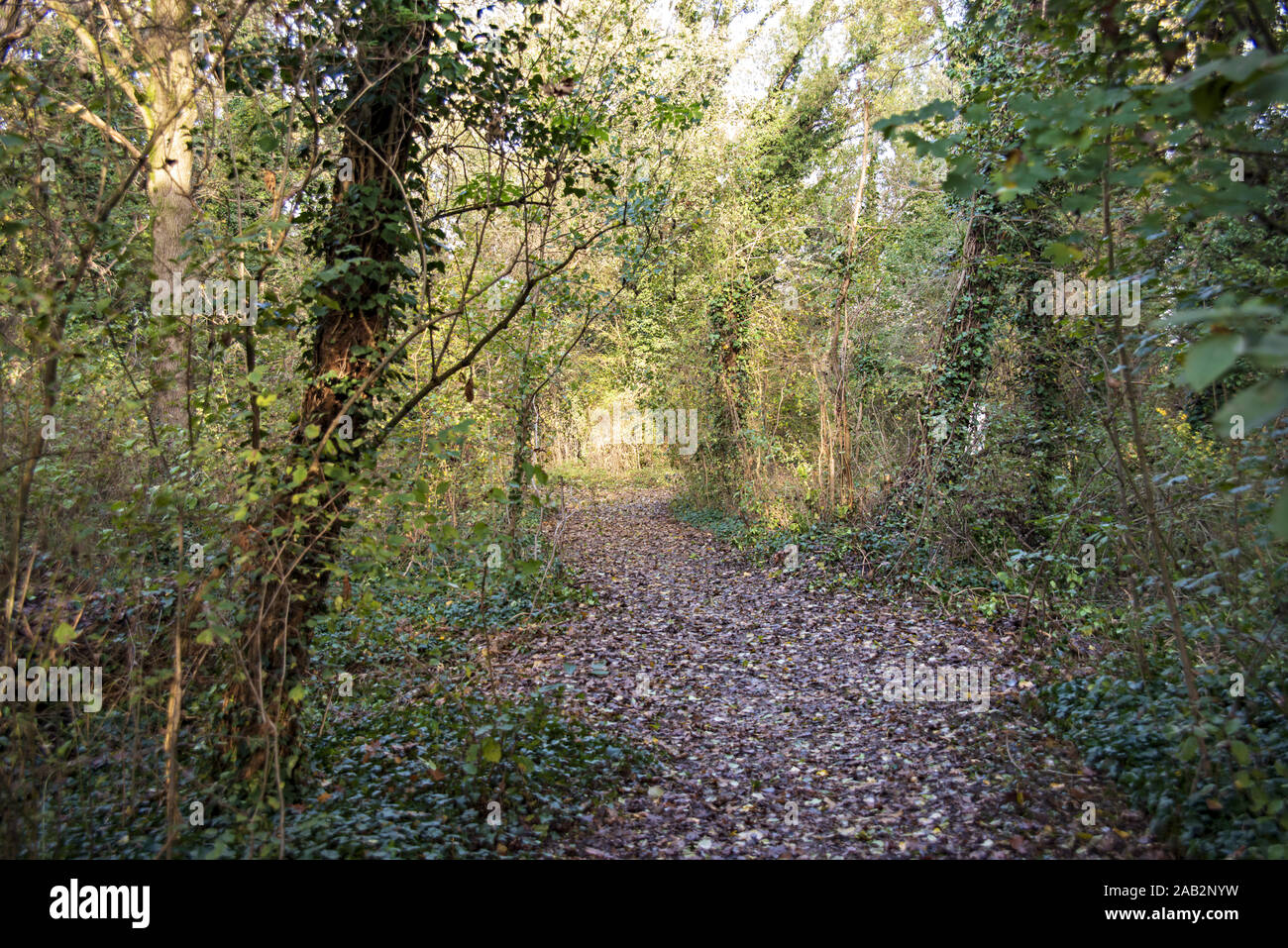 Altra veduta di un vialetto dans un bosco de autunno Banque D'Images