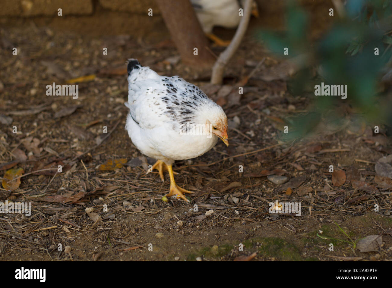Petit poulet marchant et à la recherche de nourriture dans la cour.Élevage de volaille. Banque D'Images Petit poulet marchant et à la recherche de nourriture dans la cour.Élevage de volaille. Banque D'Images