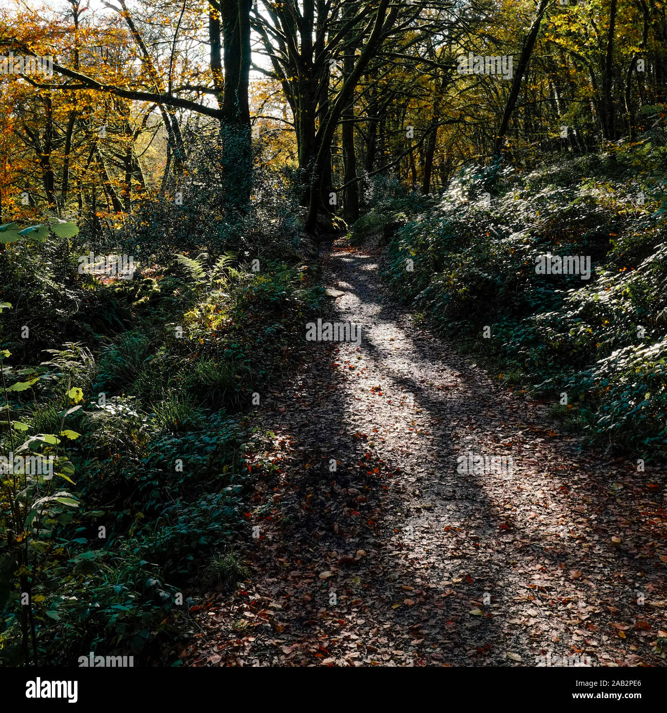 La lumière du soleil pommelé sur un sentier à travers une Draynes au bois d'automne Golitha Falls, à Cornwall. Banque D'Images