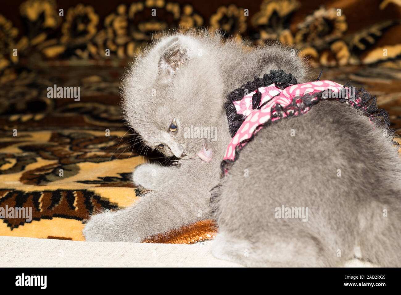 Chaton britannique à motif coeurs et noeud noir jouant sur le canapé à la maison. Animaux de compagnie. Banque D'Images