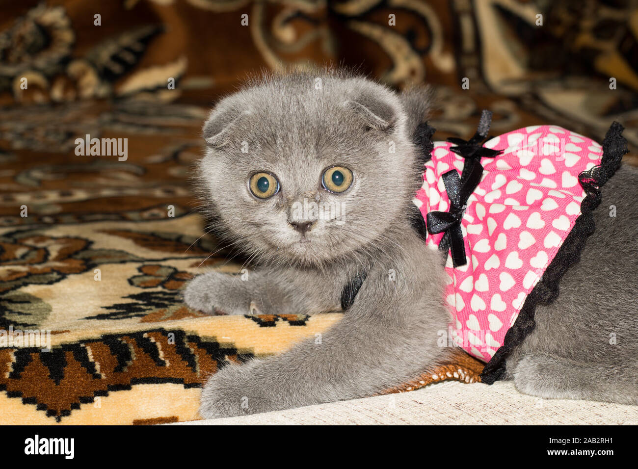 Chaton britannique à motif coeurs et noeud noir jouant sur le canapé à la maison. Animaux de compagnie. Banque D'Images