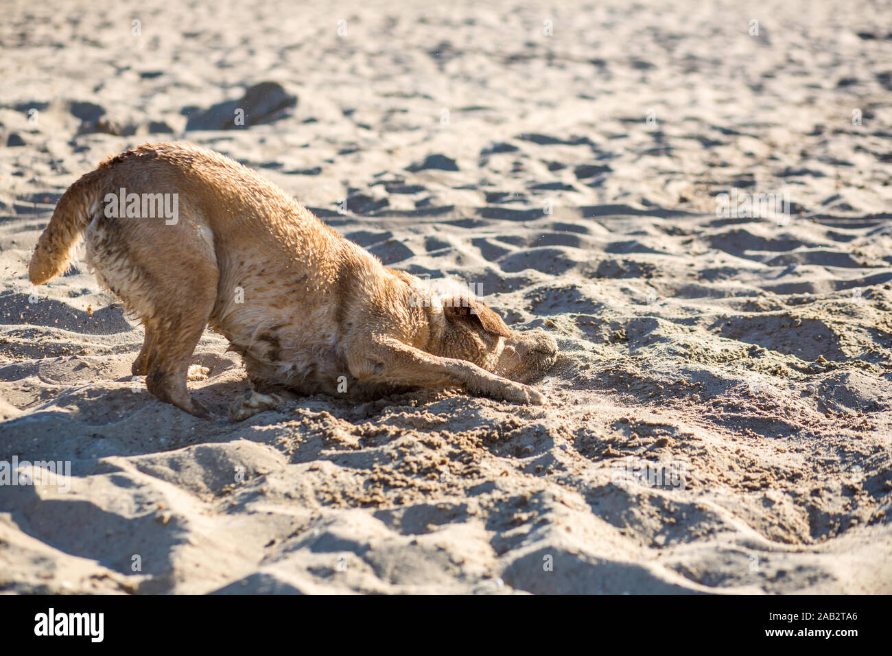 Labrador retriever dog sur la plage. Red-haired retriever couché dans le sable Banque D'Images