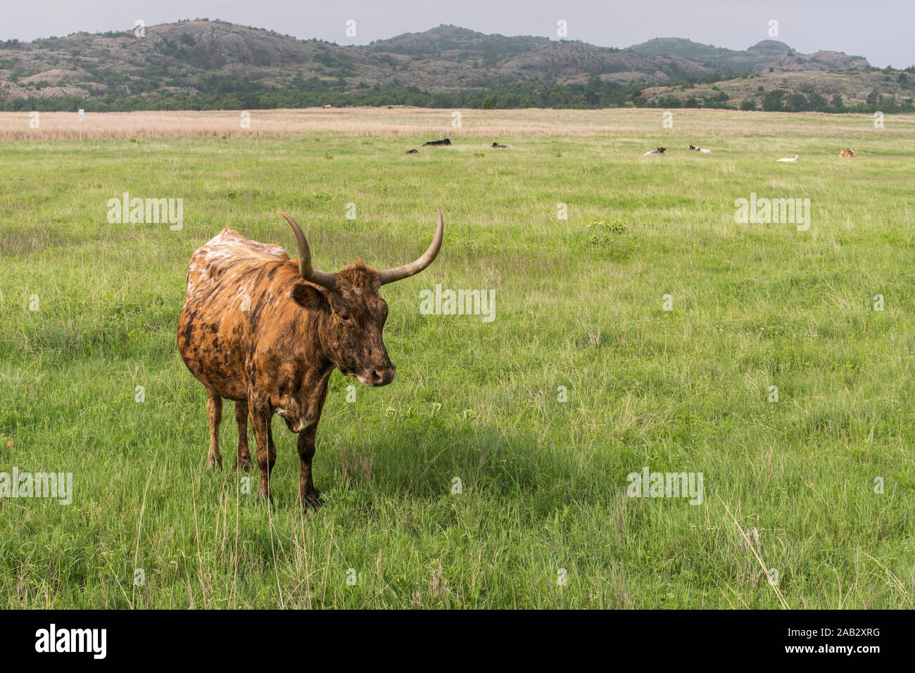 Texas Longhorn à Wichita Mountains National Wildlife Refuge près de Lawton, Oklahoma Banque D'Images
