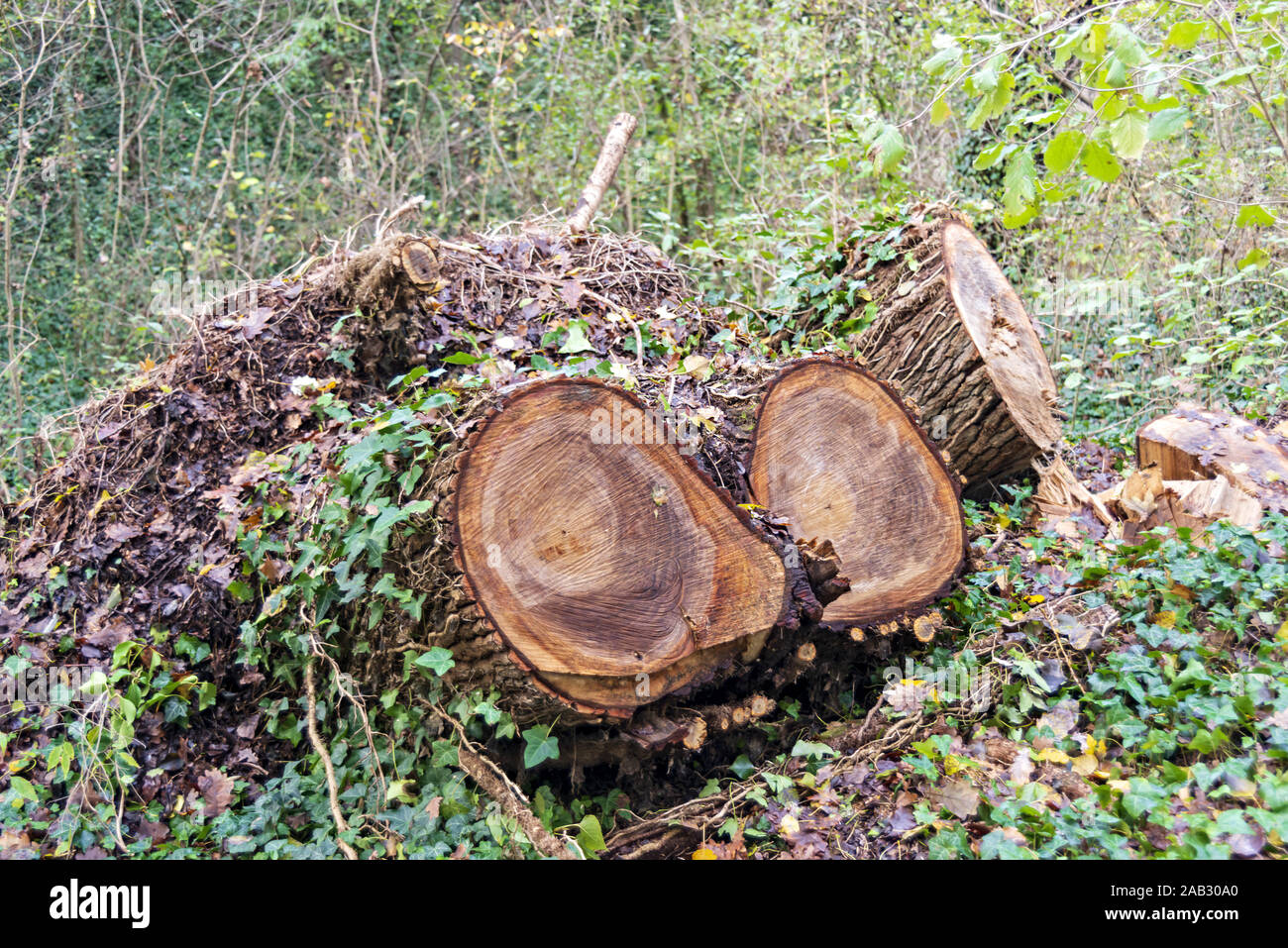 Ceppaia di tre tronchi di albero tagliati. Banque D'Images