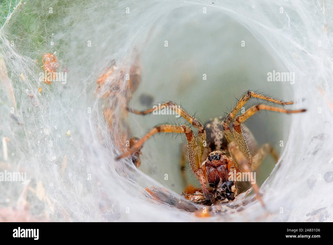 Kreuzspinne Gartenkreuzspinne Insekten,,, Gemeine Kreuzspinne, Araneus diadematus, Banque D'Images