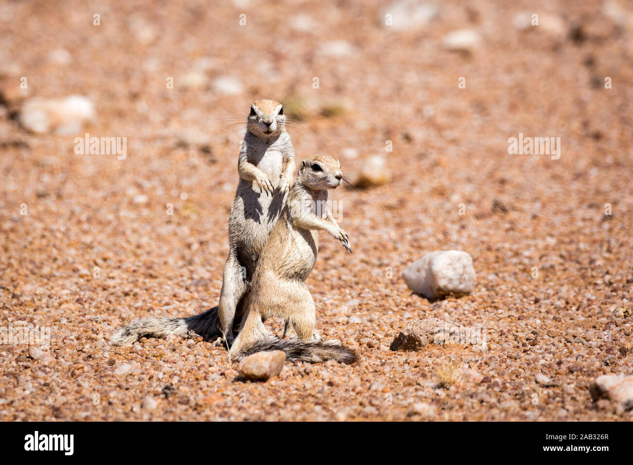 Close up de deux écureuils terrestres et en regardant autour, debout en Namibie Banque D'Images