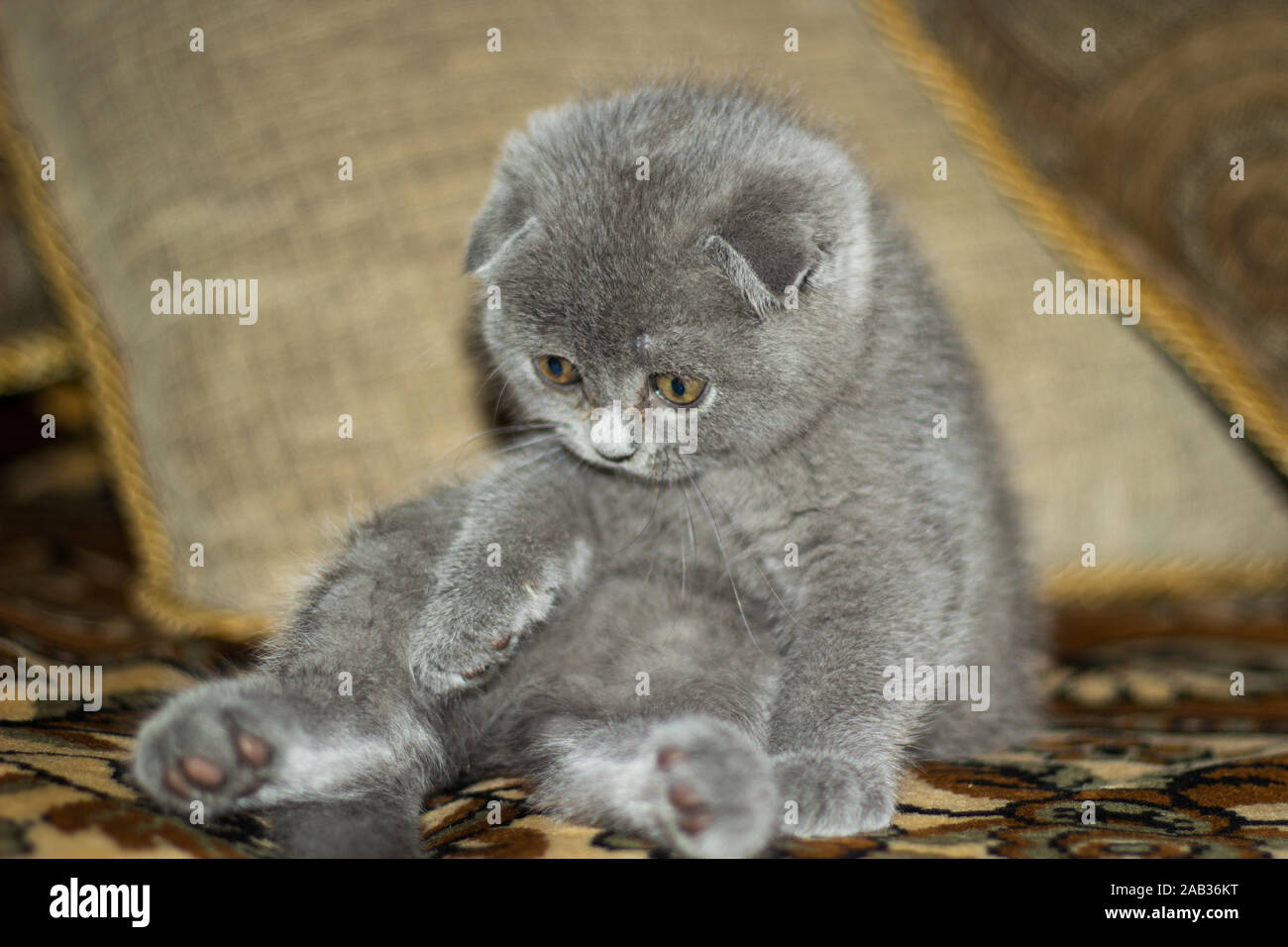 Chat britannique sur canapé. Animaux de compagnie Banque D'Images