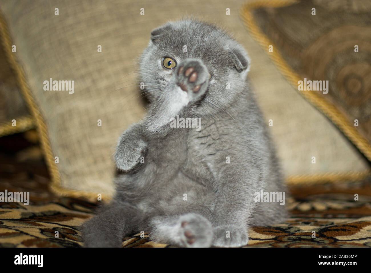 Chat britannique à oreilles repliées qui nettoie sa fourrure sur un canapé. Animaux de compagnie Banque D'Images