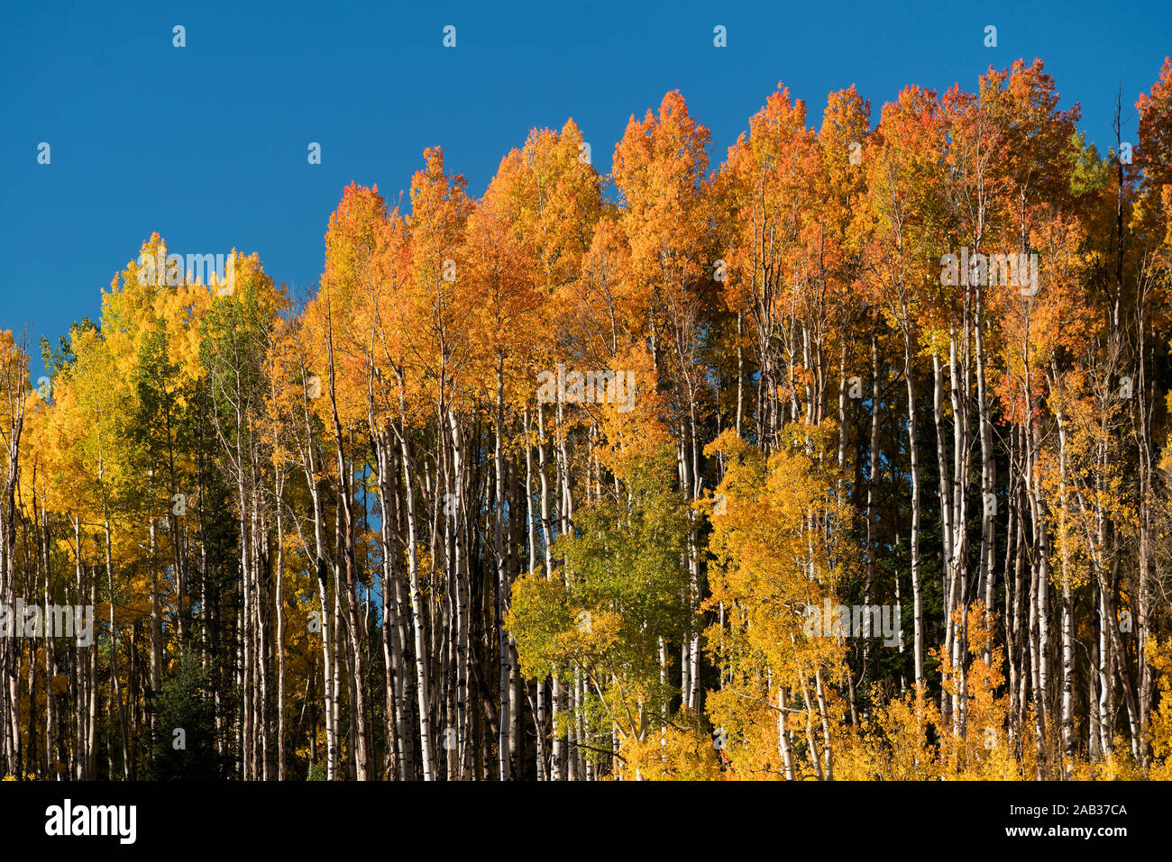 Automne couleur tremble près de Crested Butte, Colorado Banque D'Images