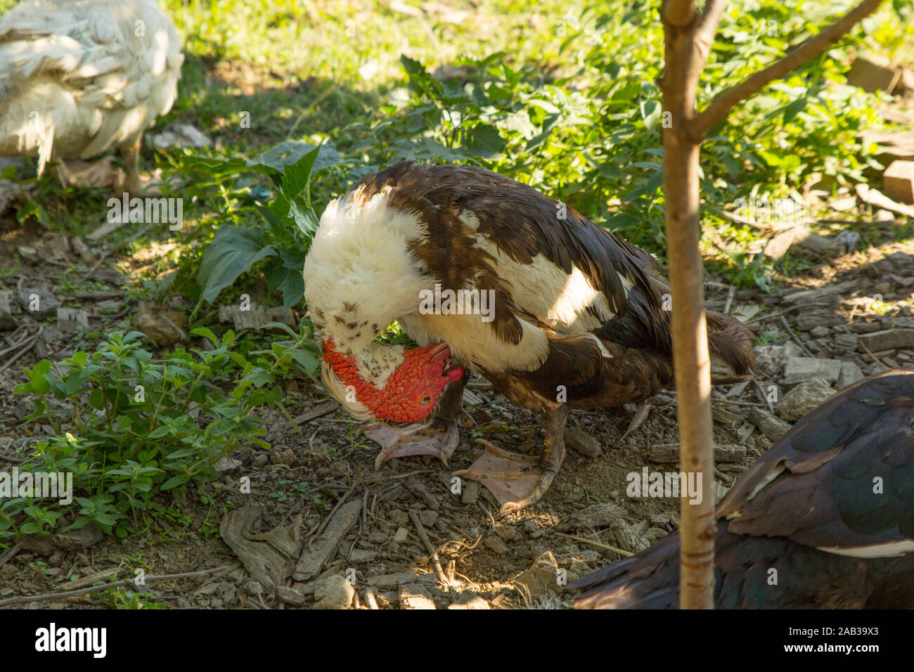Canard nettoyant ses plumes dans la cour. Ferme avicole. La vie rurale Banque D'Images