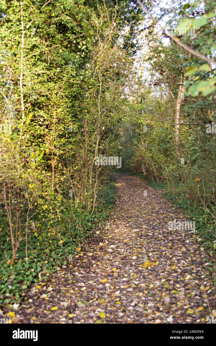 Veduta di un vialetto dans un bosco de autunno Banque D'Images