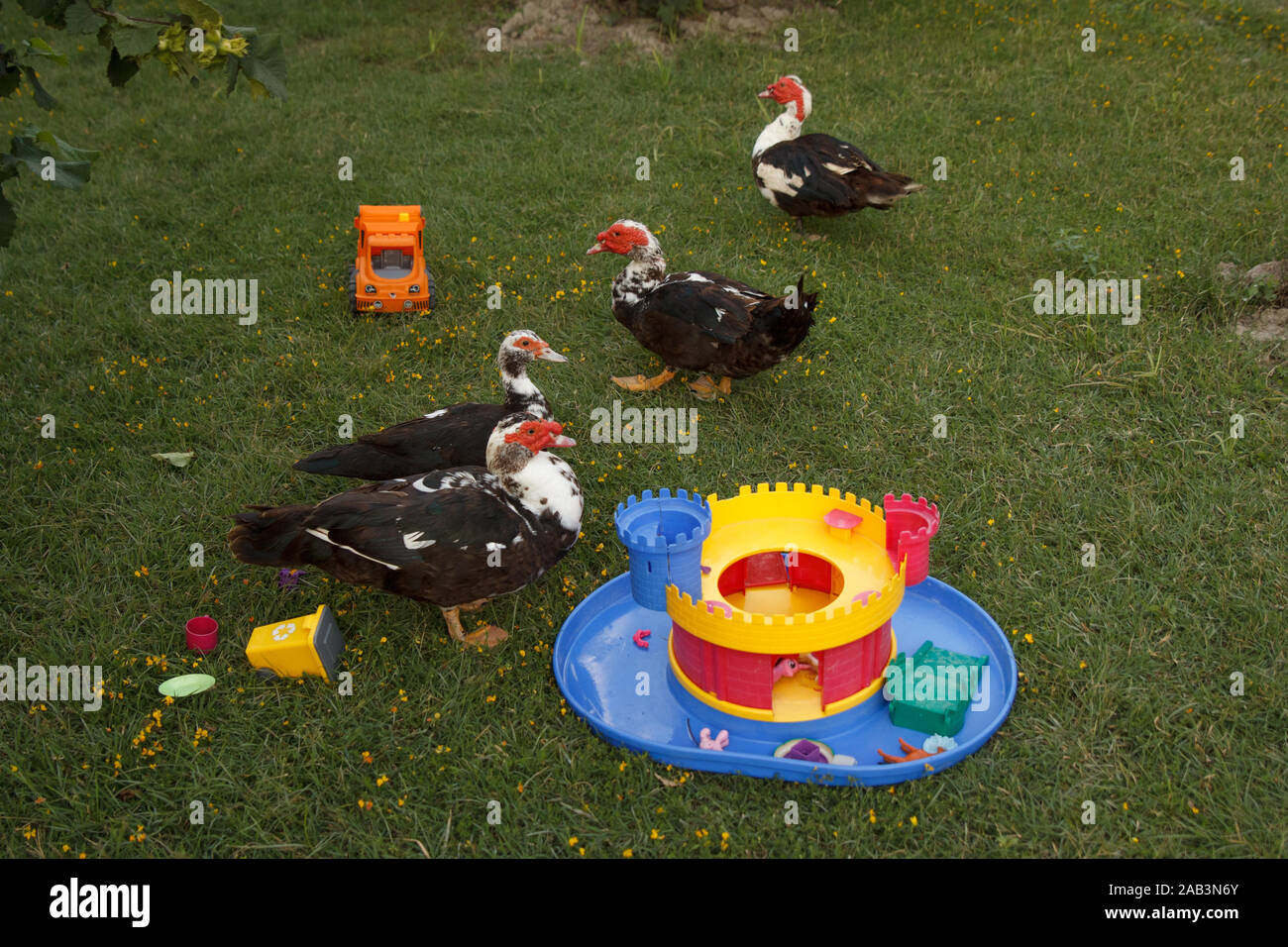 Quelques canards et jouets colorés en plastique brillant sur prairie d'herbe verte. Ferme avicole. La vie rurale Banque D'Images