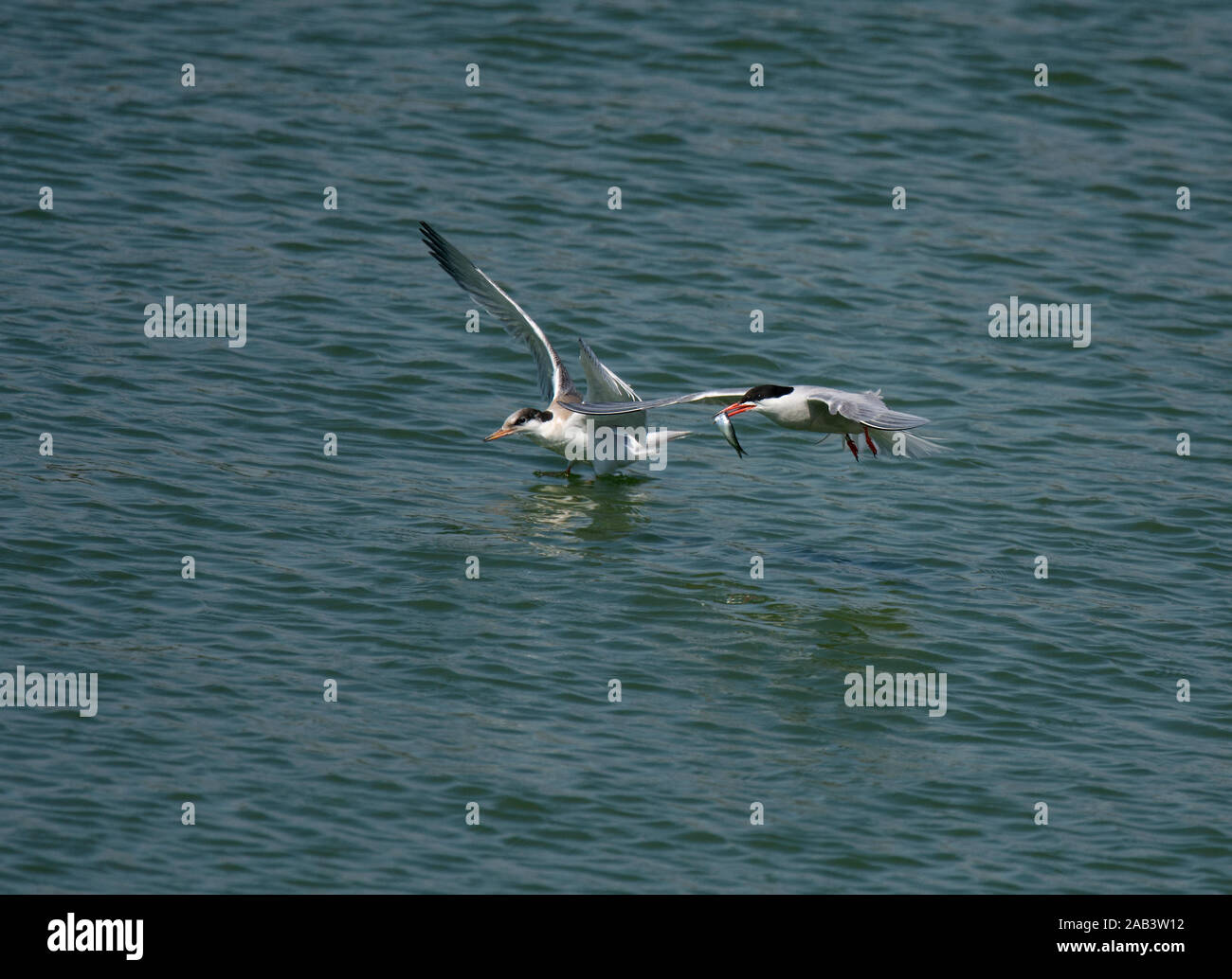 La Sterne pierregarin, Sterna hirundo, en vol, avec les proies, avec de jeunes adultes, Preston, Lancashire, UK Docks Banque D'Images