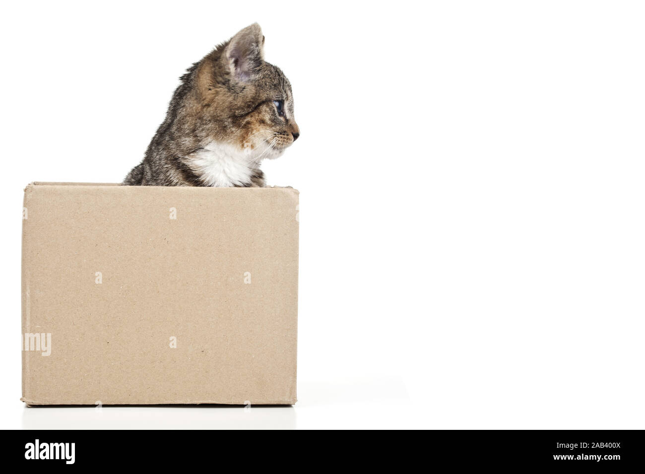 Junge Katze in einem Pappkarton |chaton dans une boîte en carton| Banque D'Images