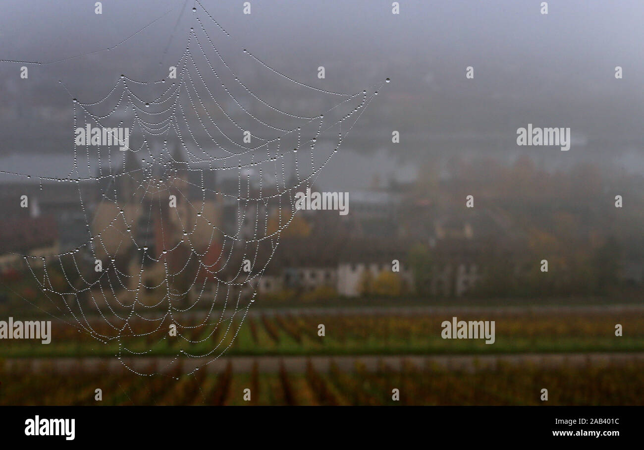 25 novembre 2019, la Bavière, Würzburg : Derrière une toile d'araignée couverte de gouttes de rosée l'église Sankt Burkard entre les vignes et le principal est d'être vu couché dans le brouillard. Sankt Burkard est la deuxième plus ancienne église de Würzburg. Photo : Karl-Josef Opim/dpa Banque D'Images