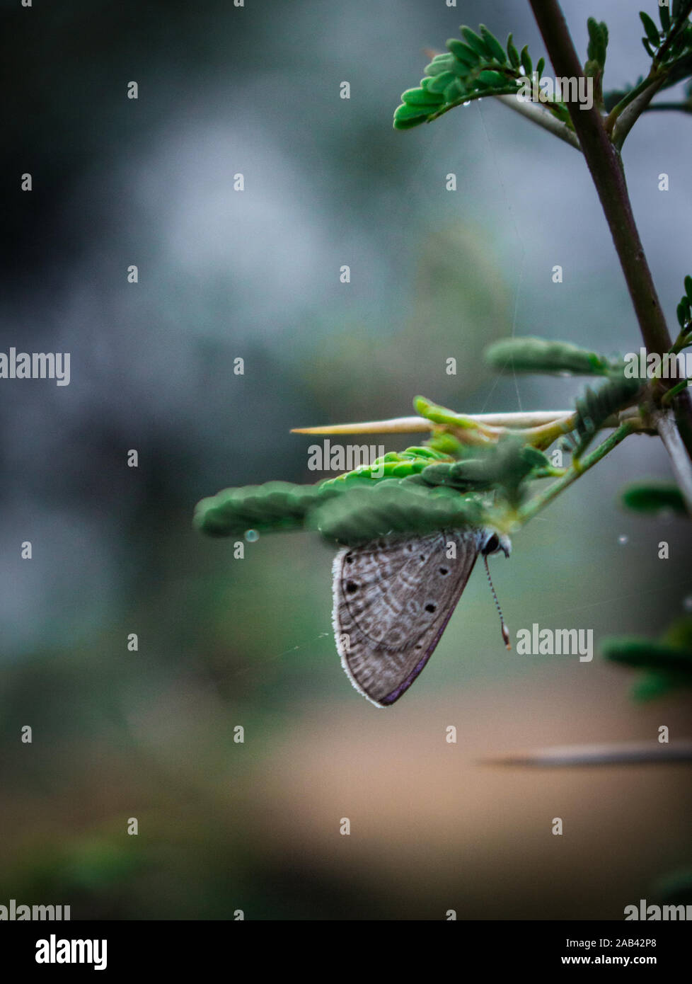Une espèce peu (papillon) tête en bas dans la pluie de l'hiver. Banque D'Images