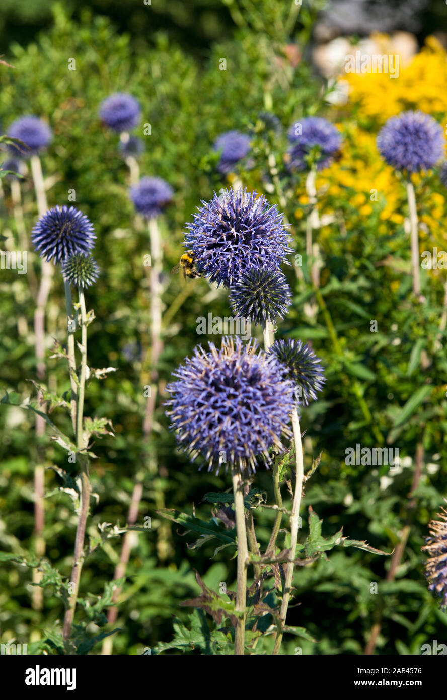 Veitch's Blue. Echinops ritro. Vivaces d'été. Jardin du château écossais. Dirleton, Ecosse Banque D'Images