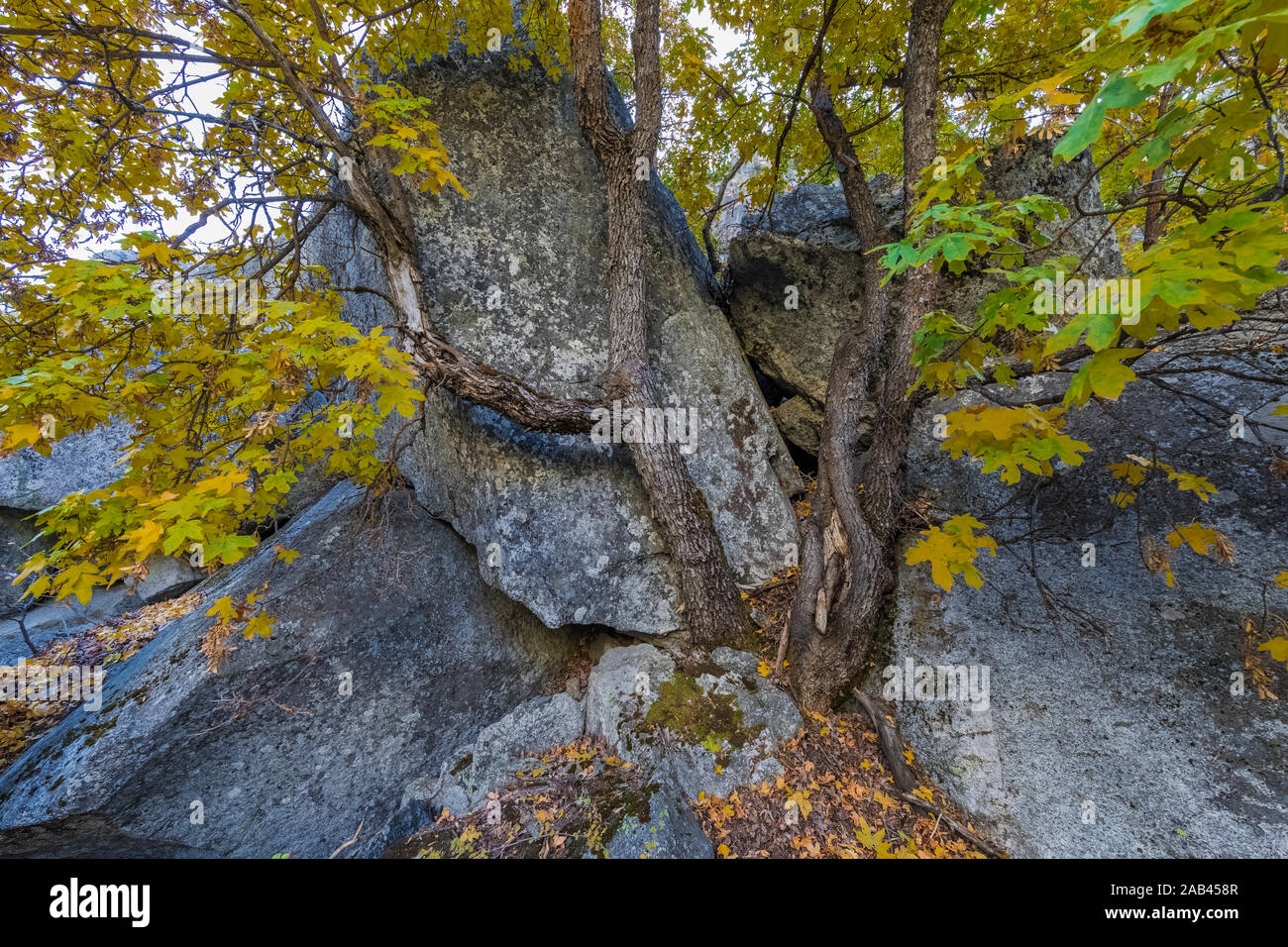 L'Érable, Acer macrophyllum, parmi les rochers le long de la prairie Zumwalt Boucle dans la région de Cedar Grove Kings Canyon National Park, California, USA Banque D'Images