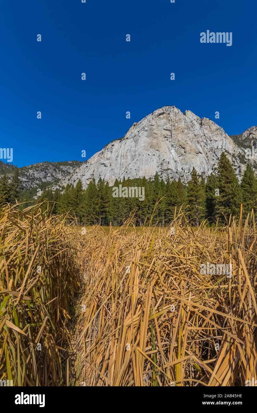 Meadow Zumwalt Boucle avec vue sur le dôme du nord dans la région de Cedar Grove Kings Canyon National Park, California, USA Banque D'Images