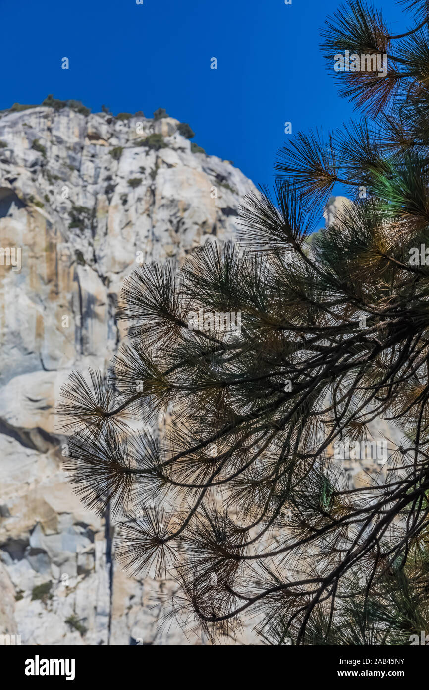 Le pin ponderosa, Pinus ponderosa, branches contre la face nord de Dome dans la région de Cedar Grove Kings Canyon National Park, California, USA Banque D'Images