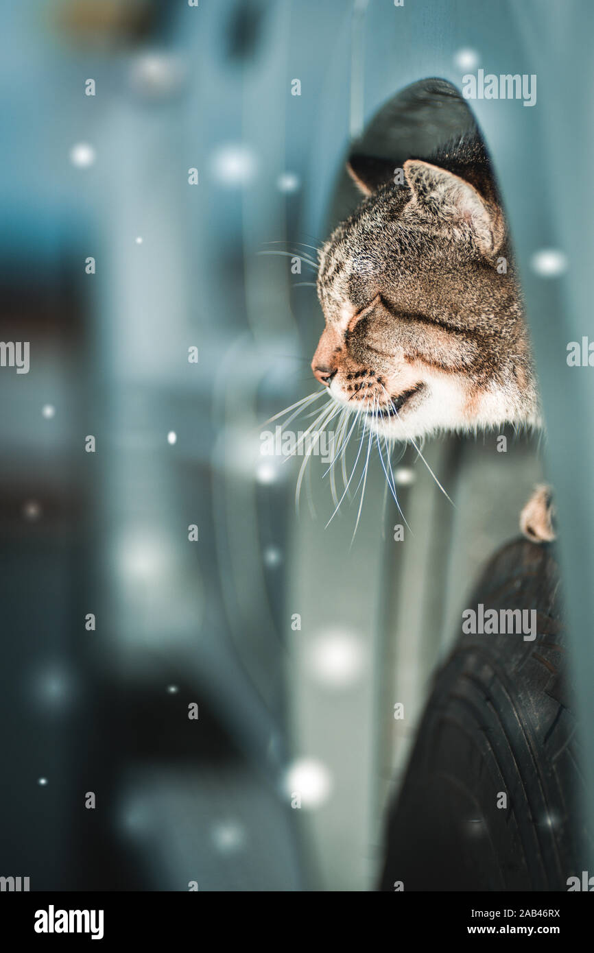Un chat dormir et à l'abri sur un pneu d'une voiture en un jour de neige en hiver. Banque D'Images