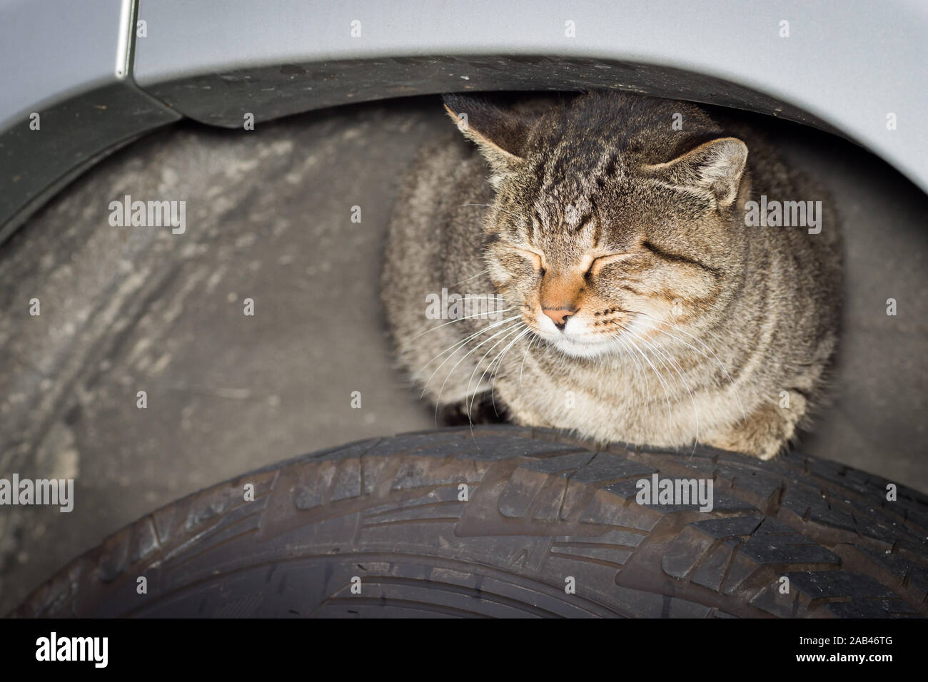 Un chat dormir et à l'abri sur un pneu d'une voiture. Banque D'Images