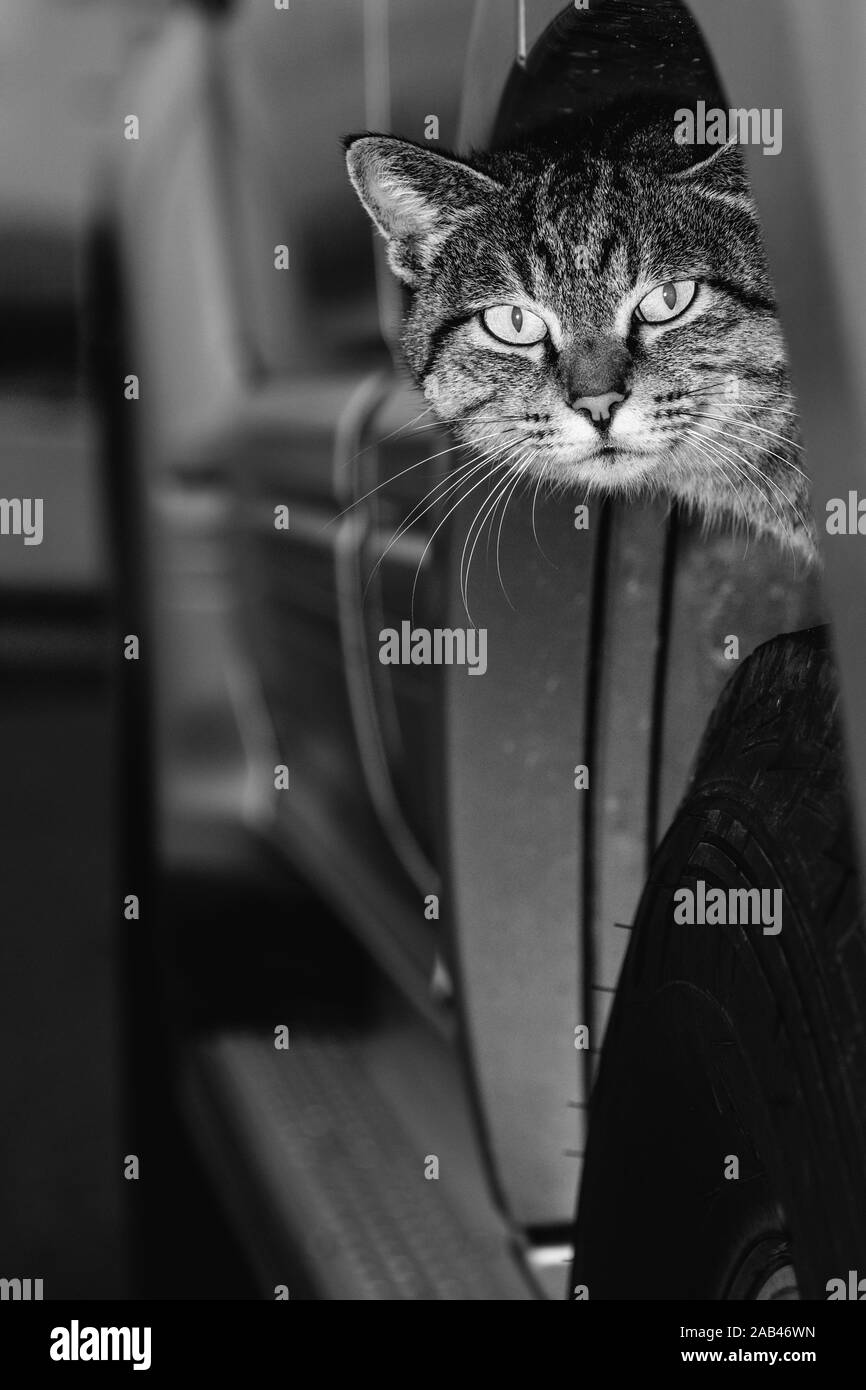 Un chat à l'abri sur un pneu d'une voiture. Banque D'Images