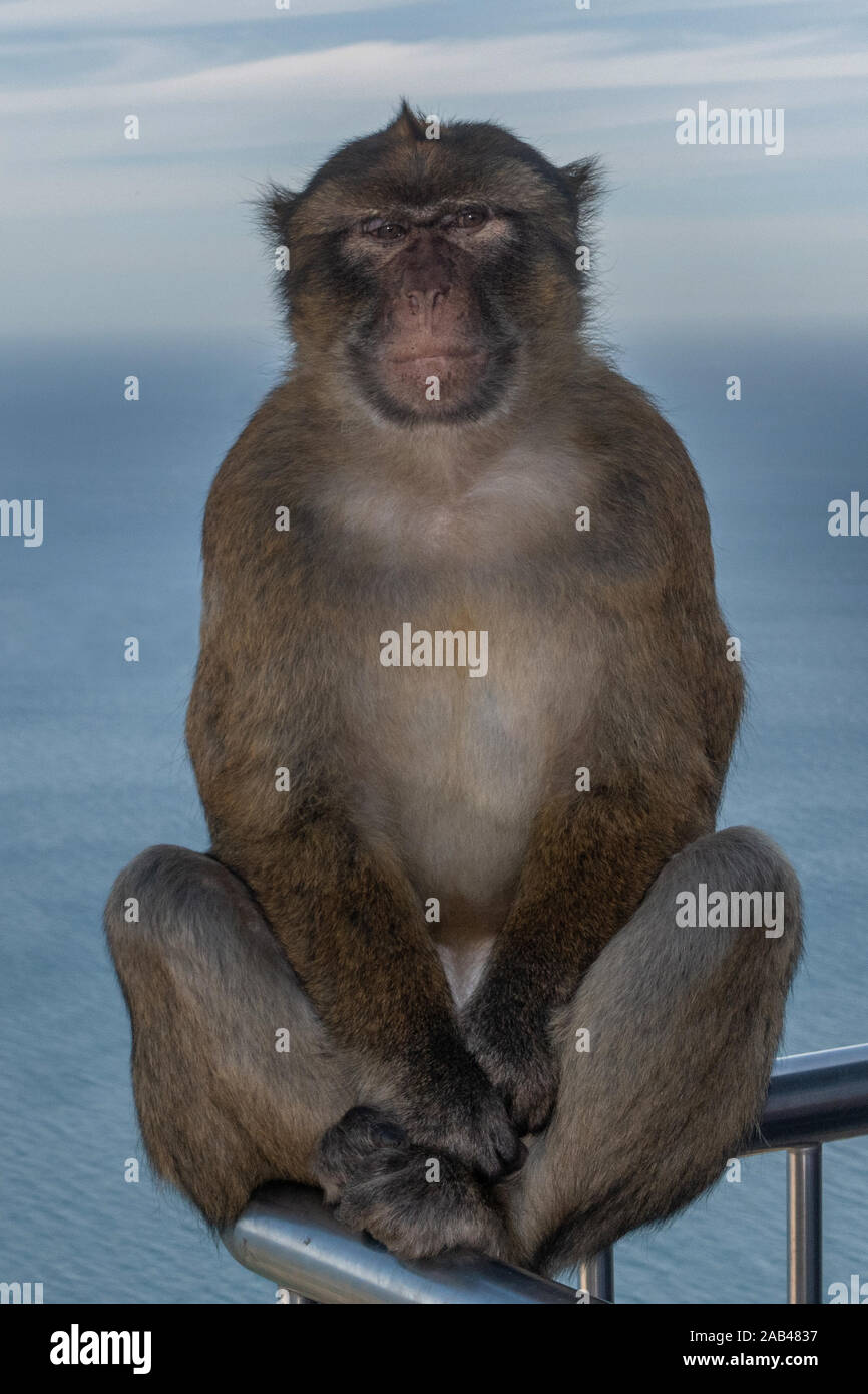 Portrait d'un singe à Gibraltar, Andalousie Espagne. Banque D'Images