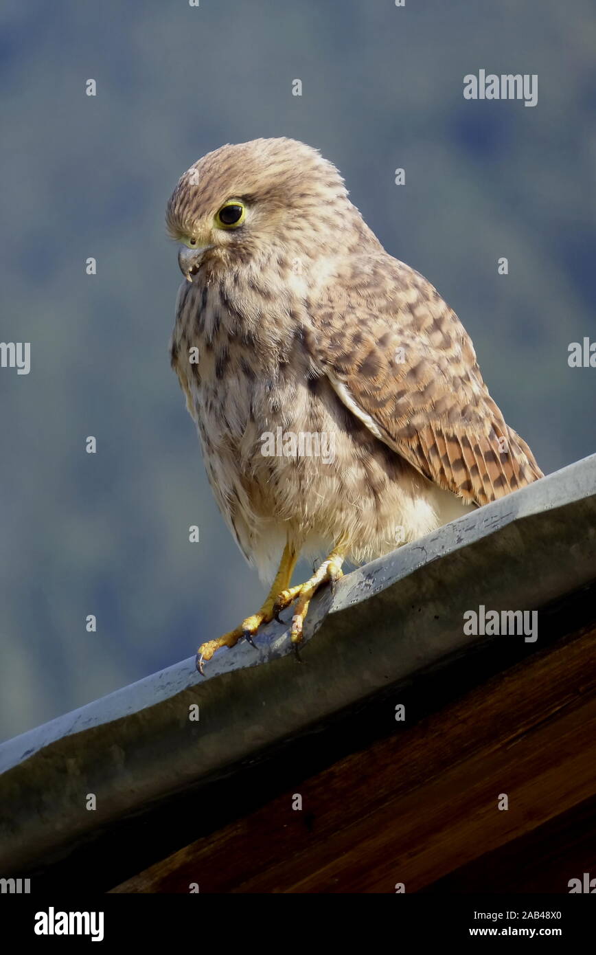 Junger Turmfalke, Falco tinnunculus Banque D'Images