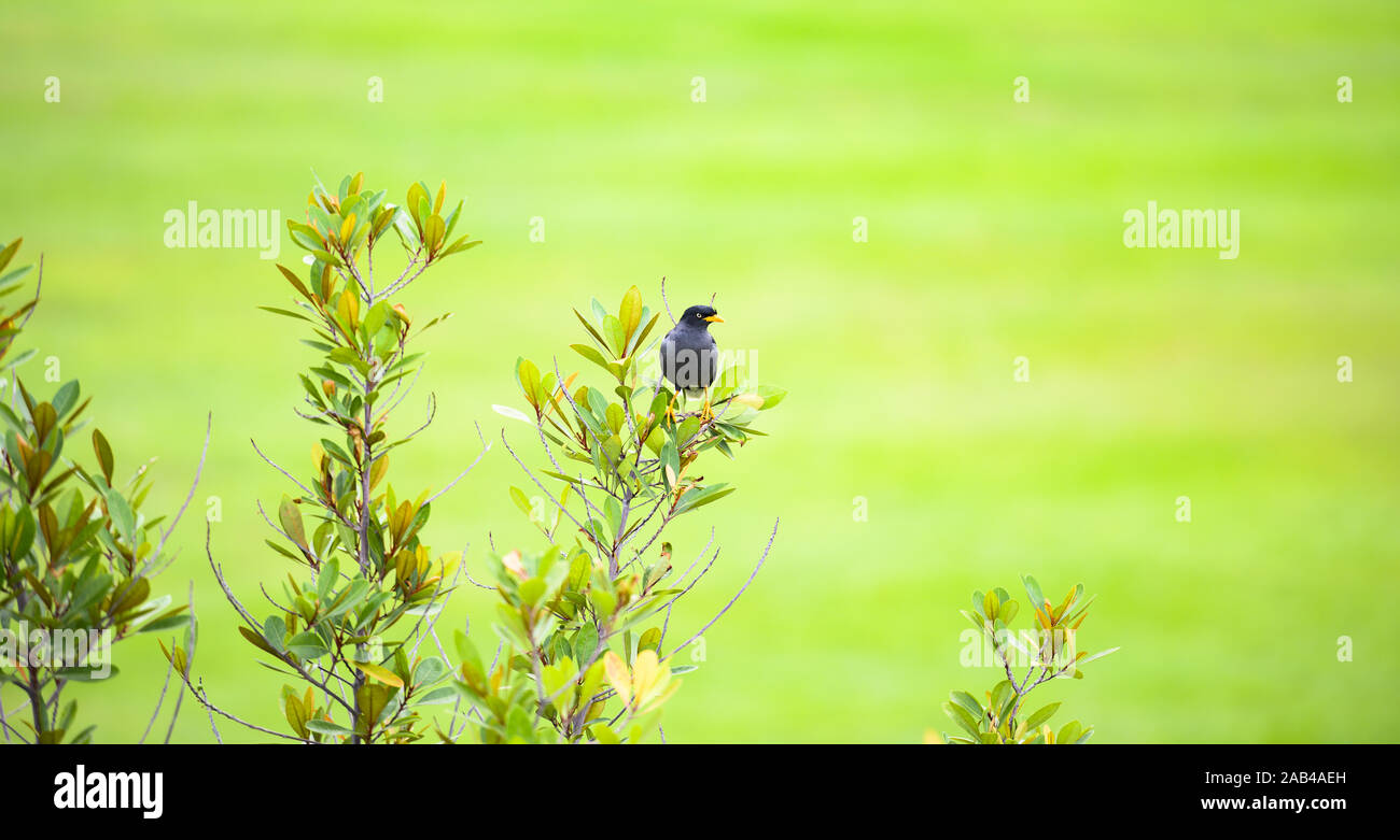 Superbe vue d'un oiseau le Javan Myna sur une branche d'arbre avec un arrière-plan flou vert à Singapour. Banque D'Images