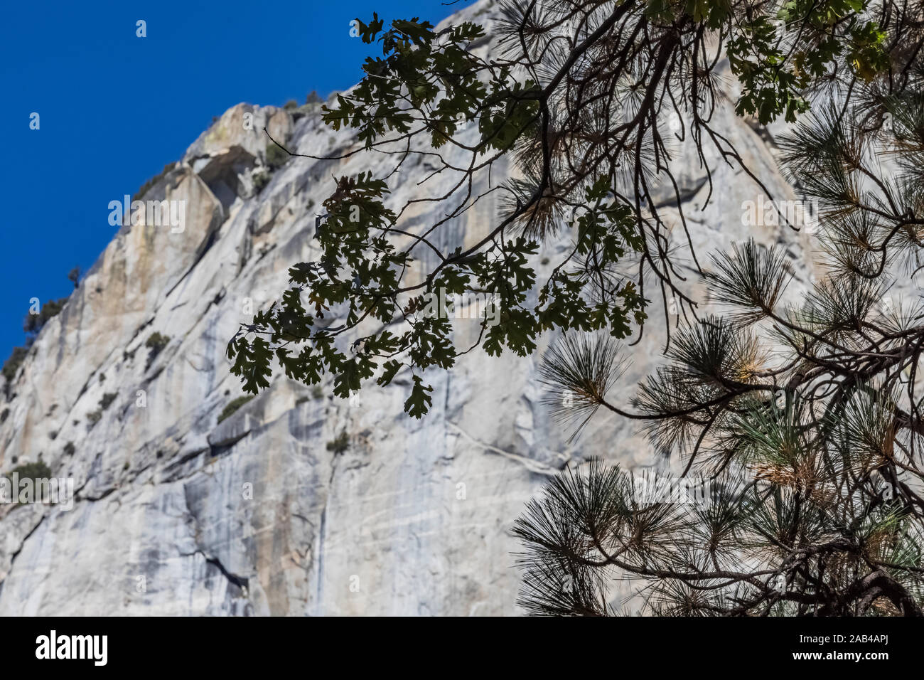 Le pin ponderosa, Pinus ponderosa, et la Californie Black Oak, Quercus kelloggii,contre la face nord de Domea Cedar Grove domaine de Kings Canyon Banque D'Images