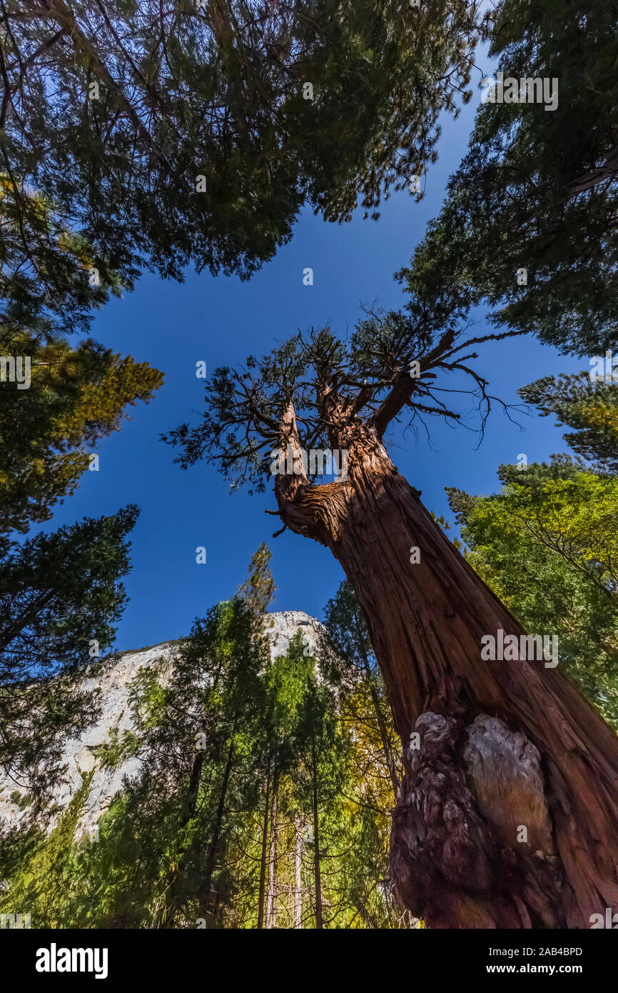 Le Cèdre à encens, Calocedrus decurrens, dans la région de Cedar Grove le long de la Rivière des Rois au Kings Canyon National Park, California, USA Banque D'Images