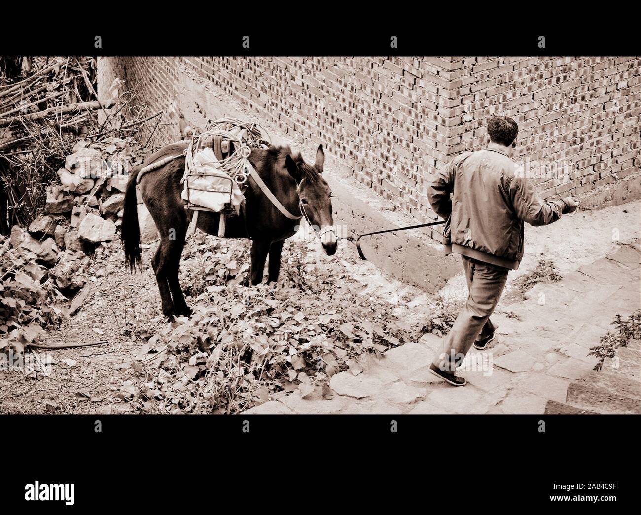 Homme avec mule dans le village de Nuodeng, province du Yunnan, Chine Banque D'Images