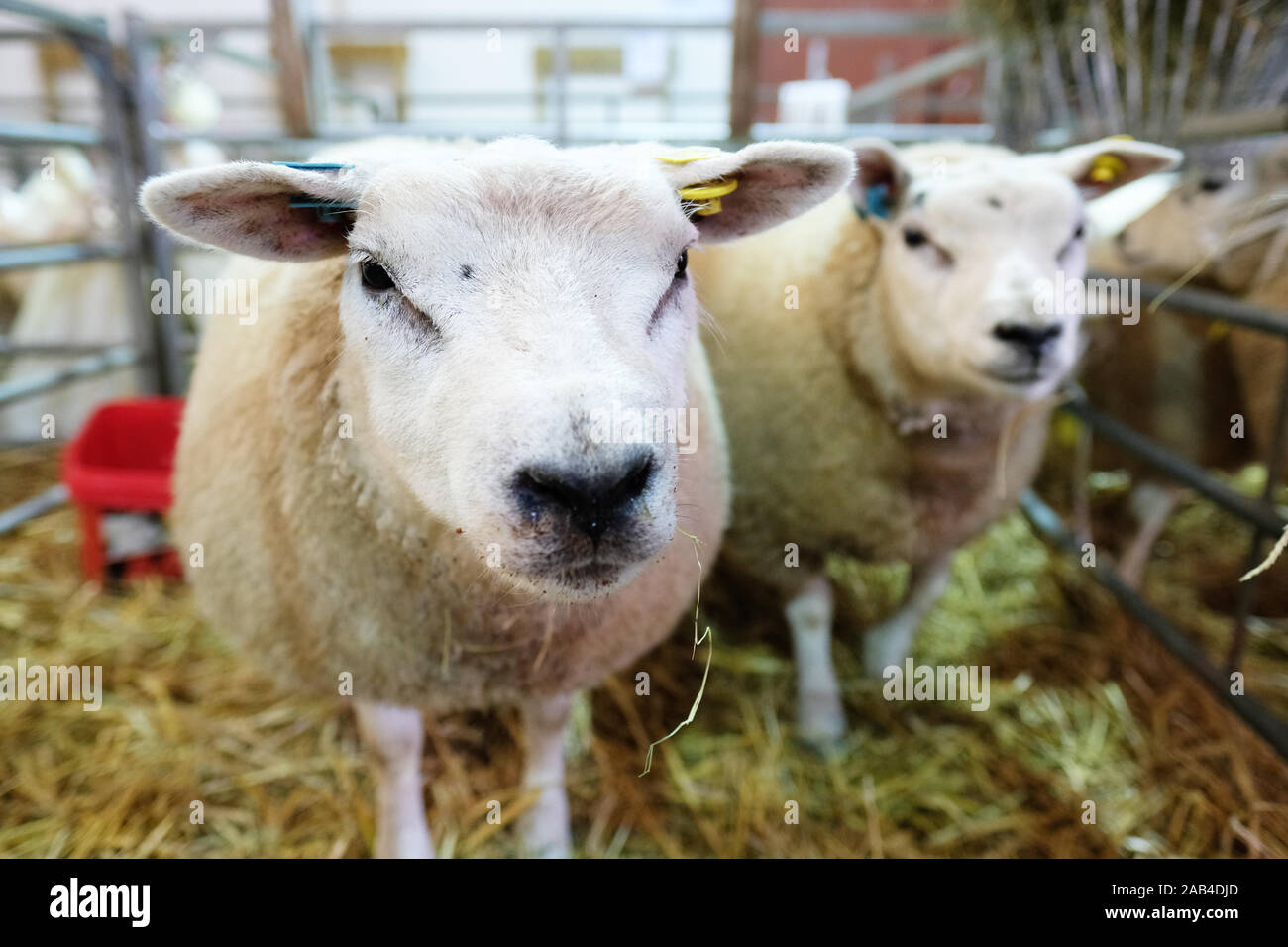 Royal Welsh Showground, Builth Wells, Powy, Pays de Galles, Royaume-Uni - Lundi 25 novembre 2019 - Royal Welsh Winter Fair - Loegel Jet moutons attendent leur tour dans l'enclos avant de l'exposition. Crédit : Steven Mai/Alamy Live News Banque D'Images