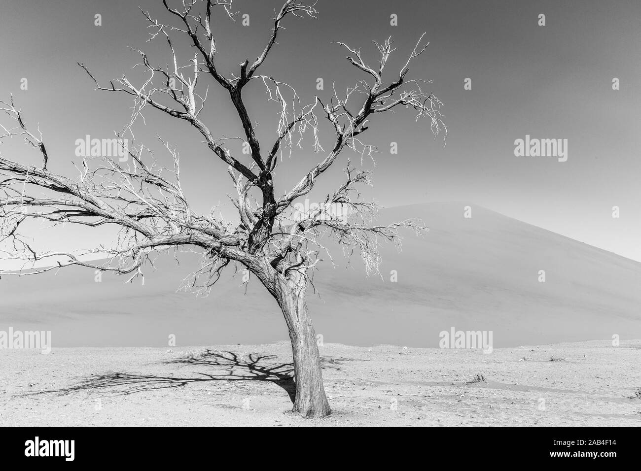 Les dunes de sable rouge de Sossusvlei et dans le désert du namib en Namibie, Afrique Banque D'Images