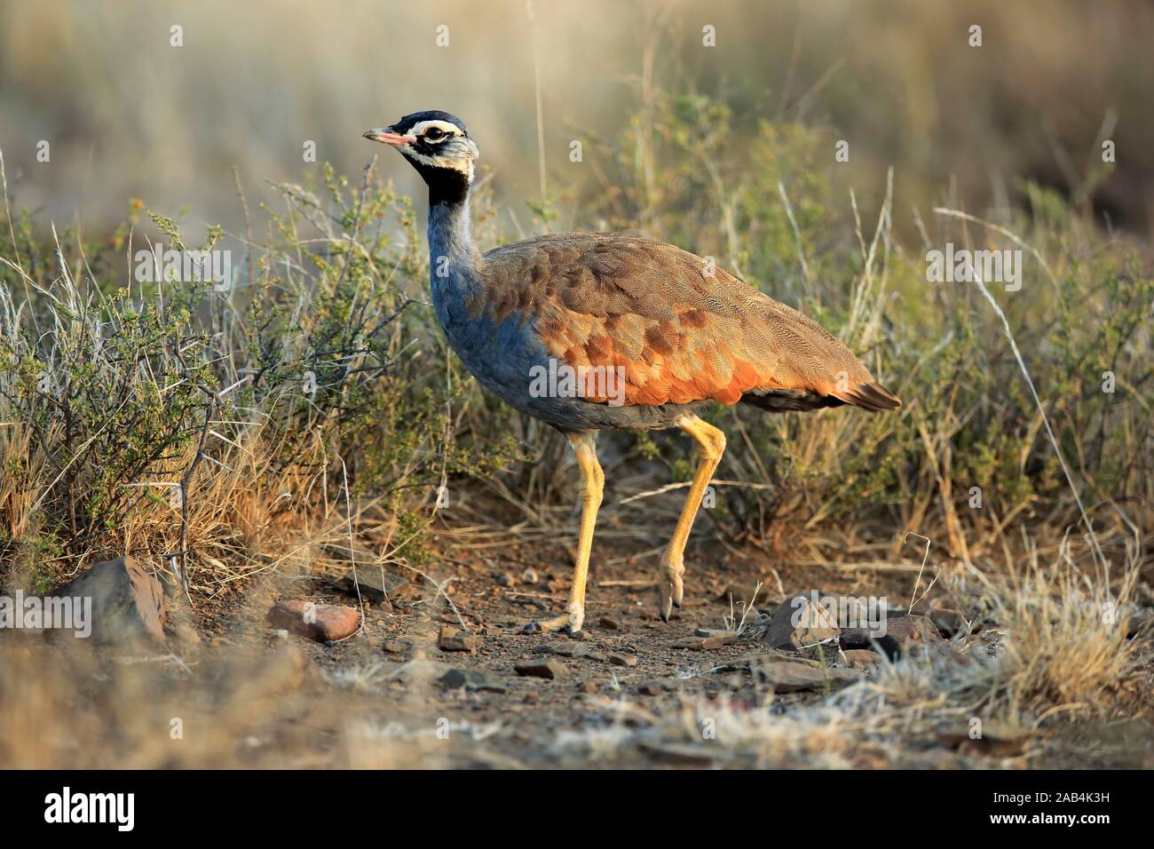 Outarde bleu (Eupodotis caerulescens), mâle adulte, Mountain Zebra National Park, Eastern Cape, Afrique du Sud Banque D'Images