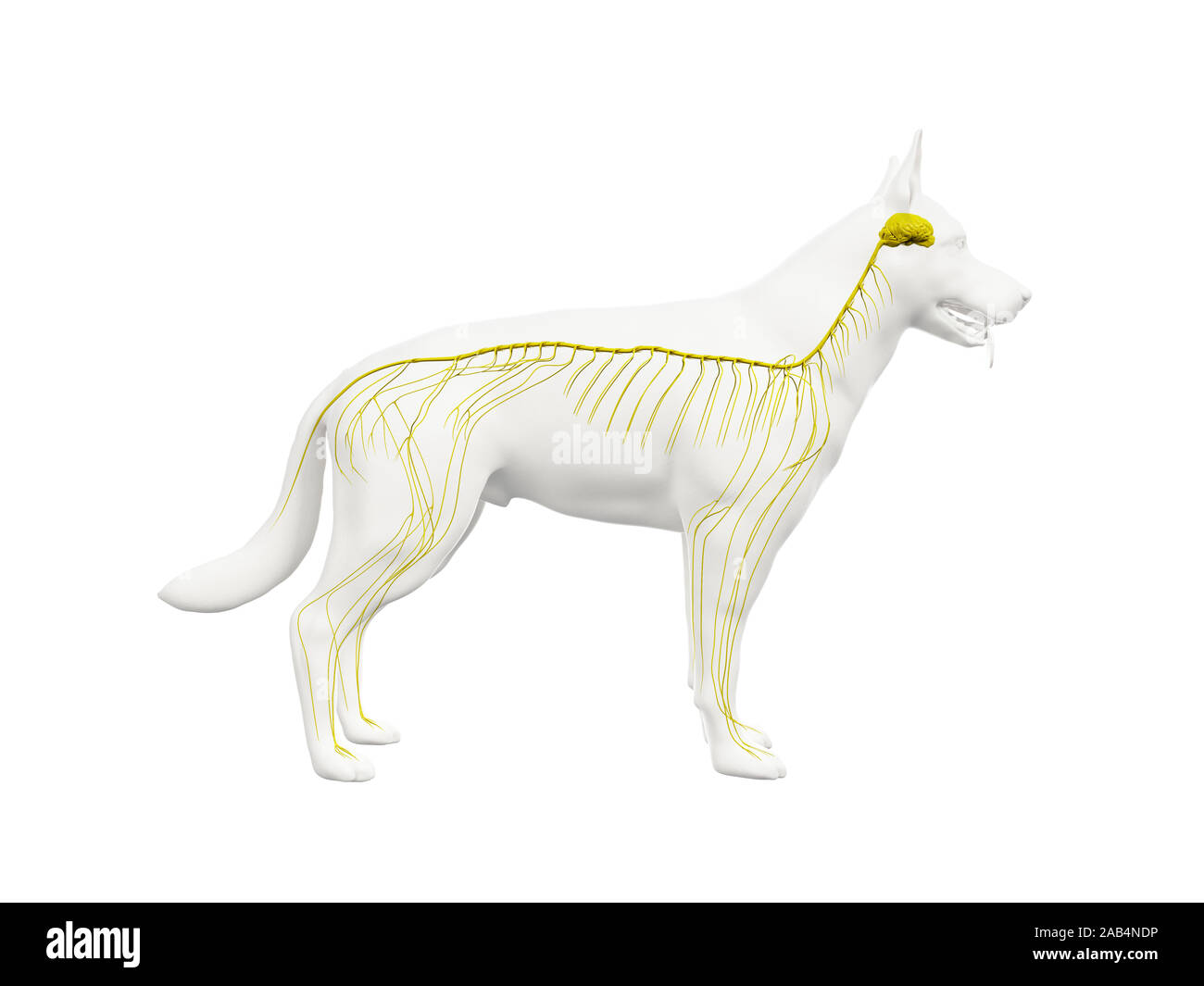 Anatomie en rendu 3d illustration de la canine du système nerveux Banque D'Images