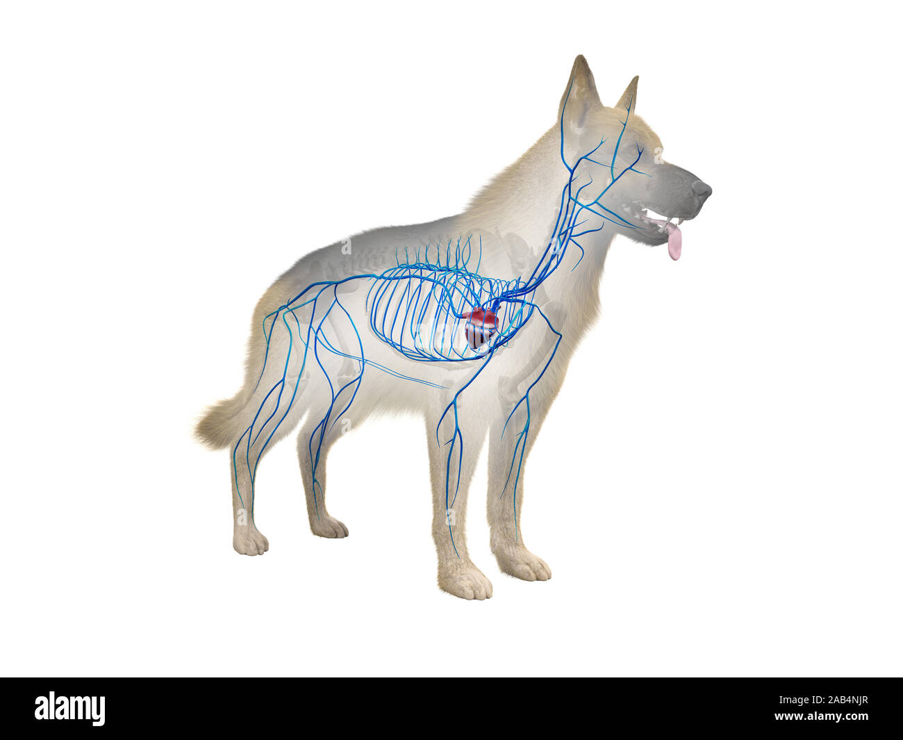 Anatomie en rendu 3d illustration de la canine veins Banque D'Images