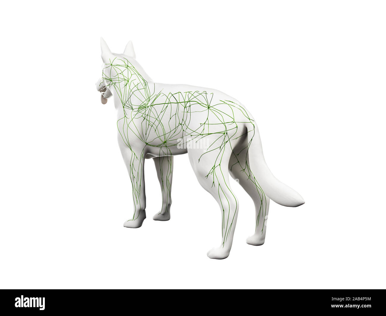 Anatomie en rendu 3d illustration de la canine du système lymphatique Banque D'Images