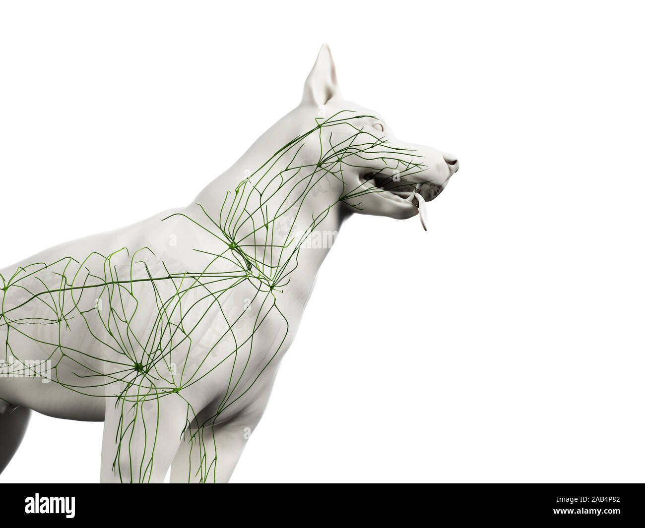 Anatomie en rendu 3d illustration de la canine du système lymphatique Banque D'Images