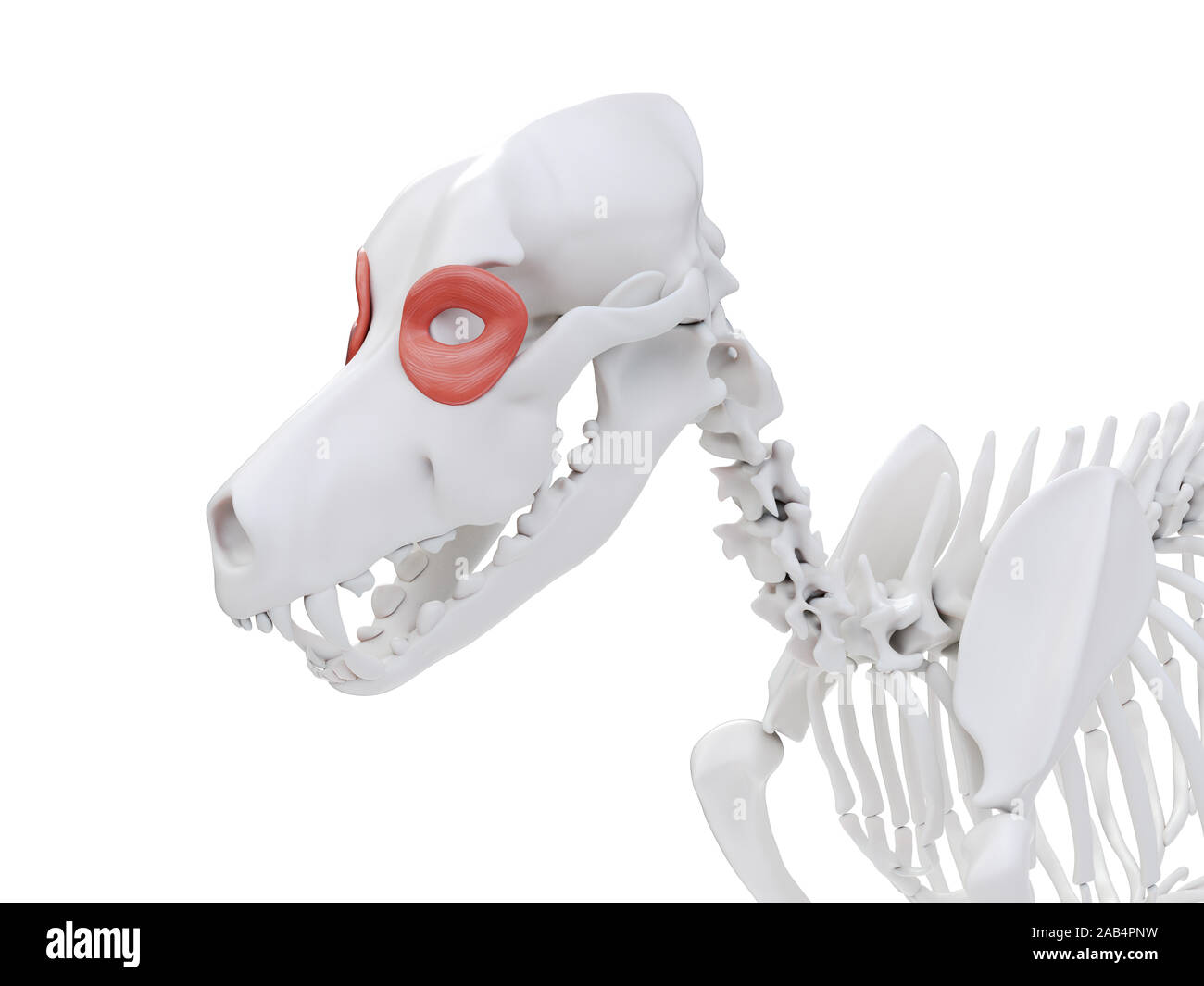 Rendu 3d illustration de l'anatomie musculaire chien - orbicularis oculi Banque D'Images