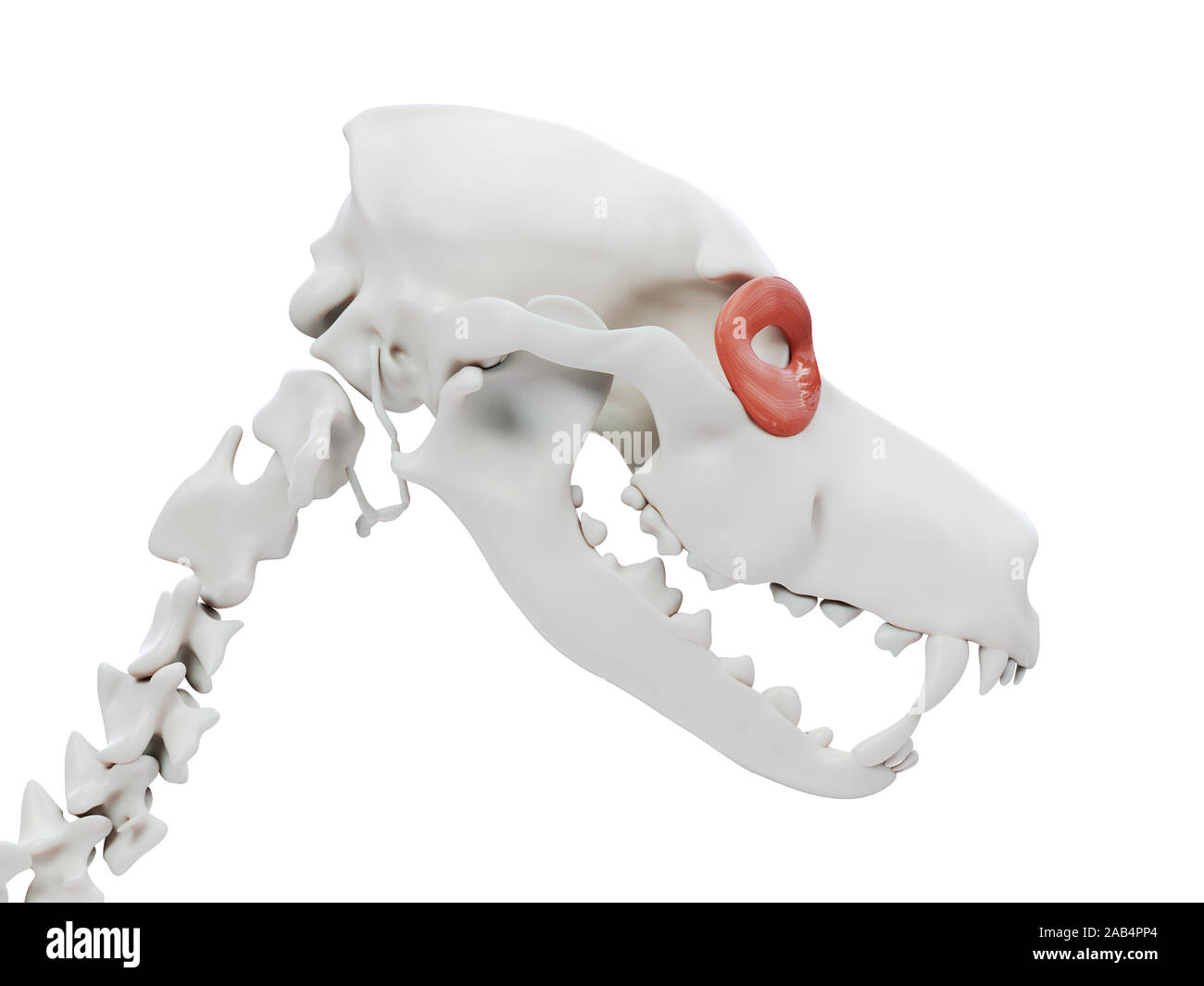 Rendu 3d illustration de l'anatomie musculaire chien - orbicularis oculi Banque D'Images