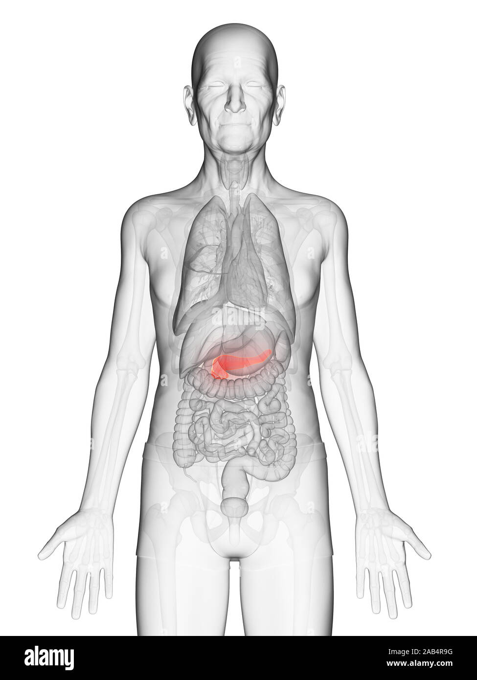 Anatomie en rendu 3d illustration d'un vieux Mans pancréas Banque D'Images