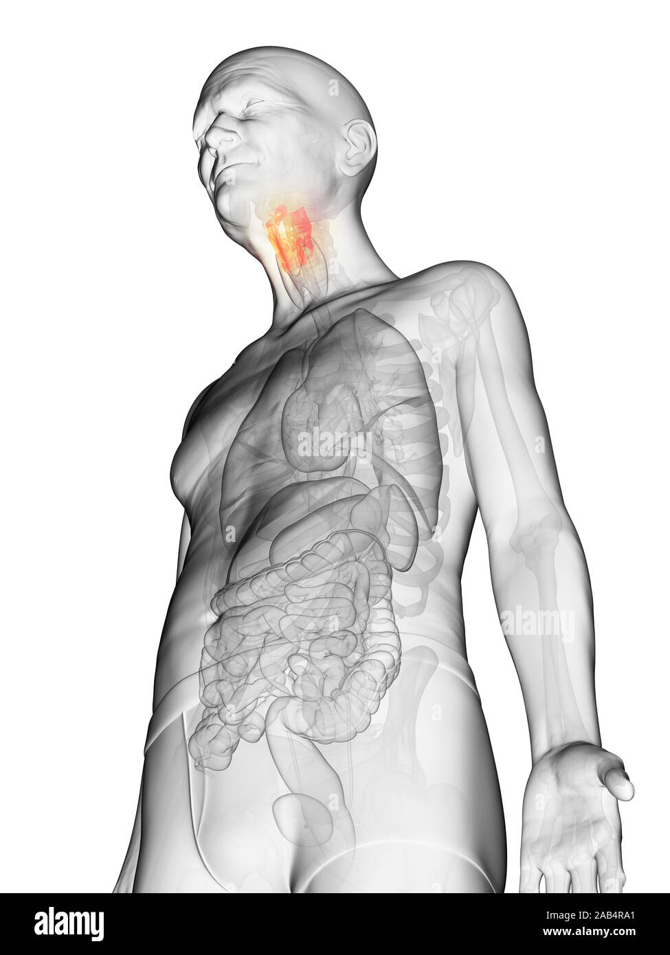 Anatomie en rendu 3d illustration d'un vieux Mans larynx Banque D'Images