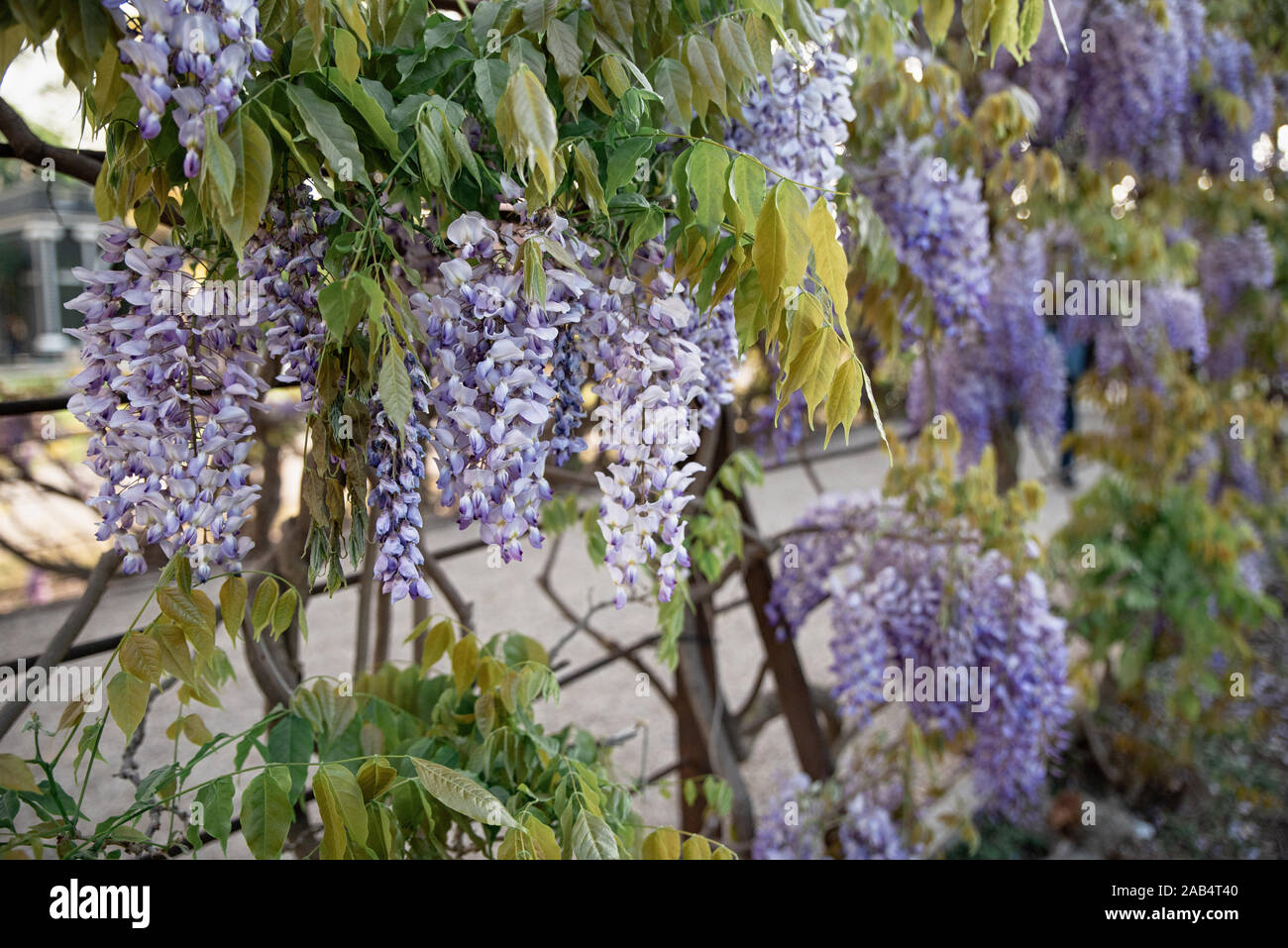 Viola fleur glycine de pluie. Glycine de Chine Wisteria floribunda Macrobotrys japonais et fleurs. Banque D'Images