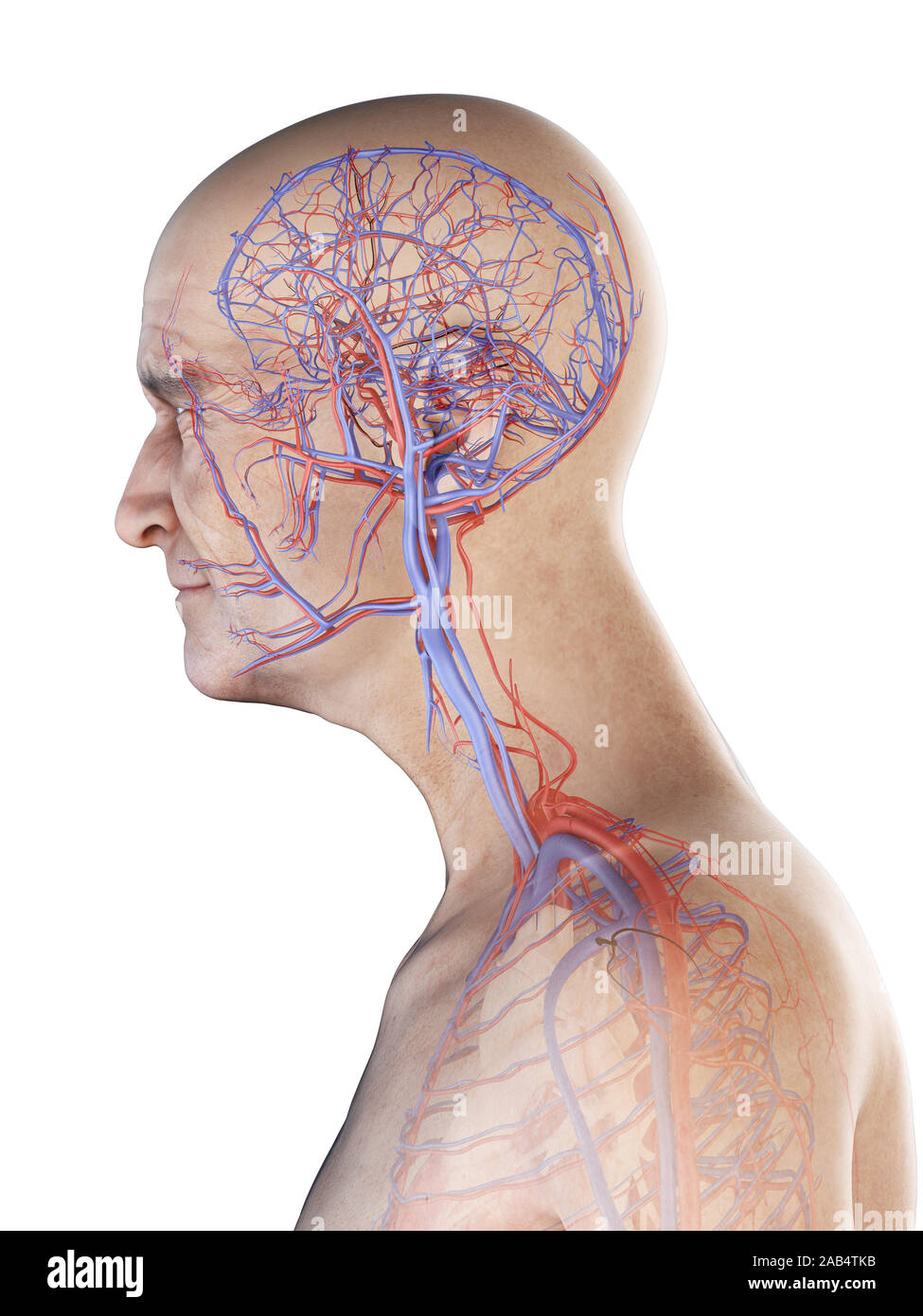 Rendu 3D précis médicalement illustration d'un vieux Mans artères et des veines de la tête Banque D'Images