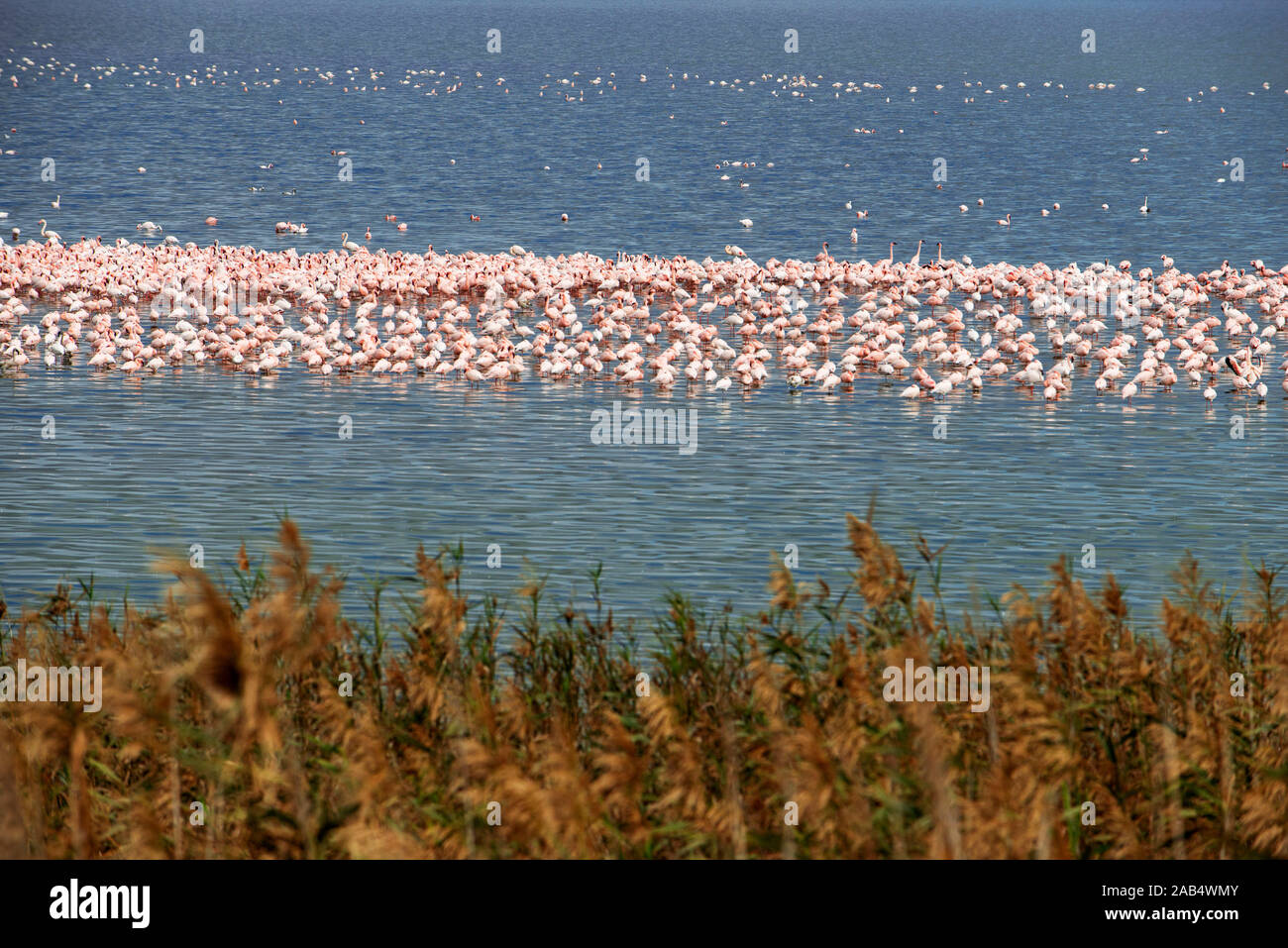 Des dizaines de milliers de flamants roses, moins Kamfers Dam, près de Kimberley, le nord de la Province du Cap, Afrique du Sud vu du luxueux Rovos Rail train Banque D'Images